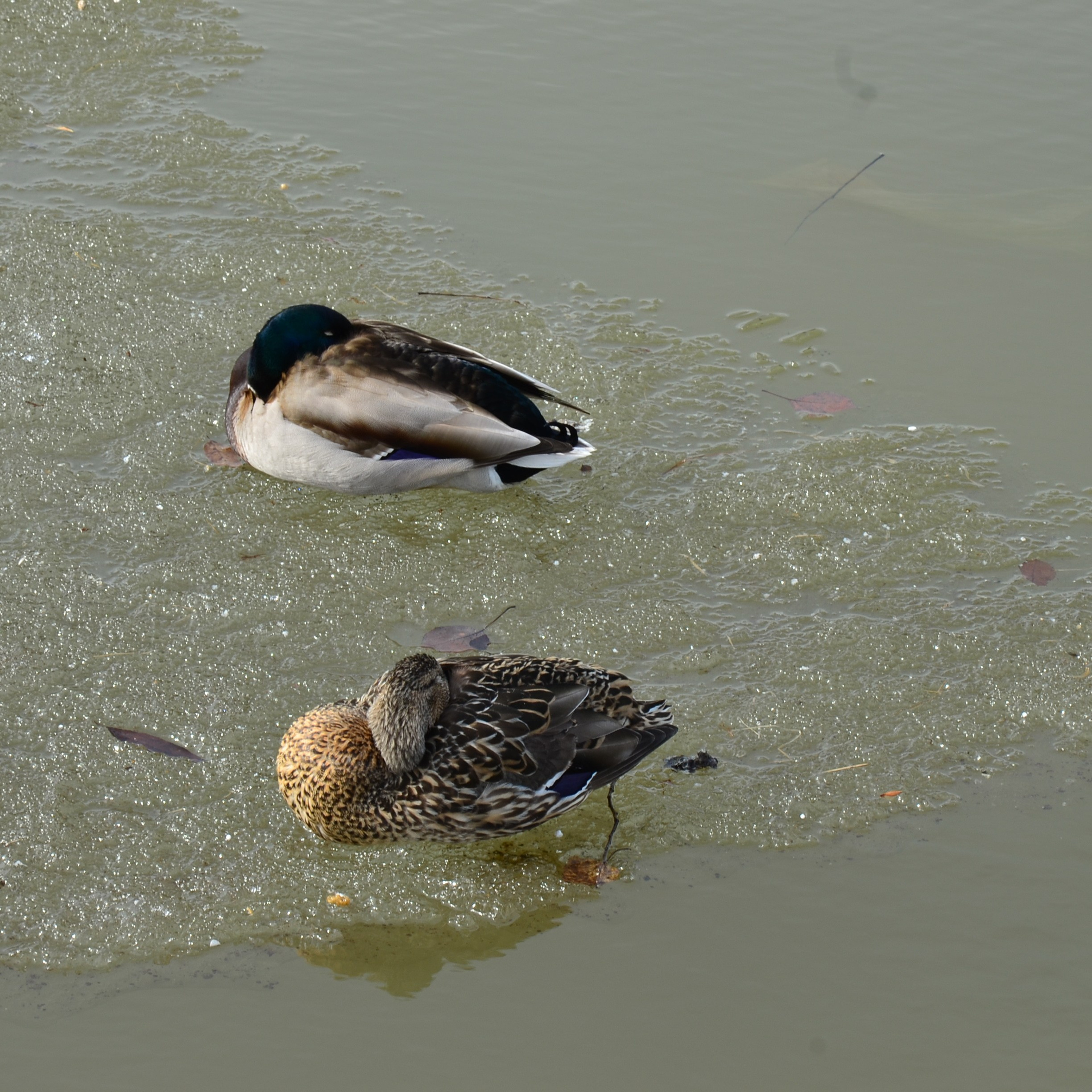 Фотограф viktor viktor