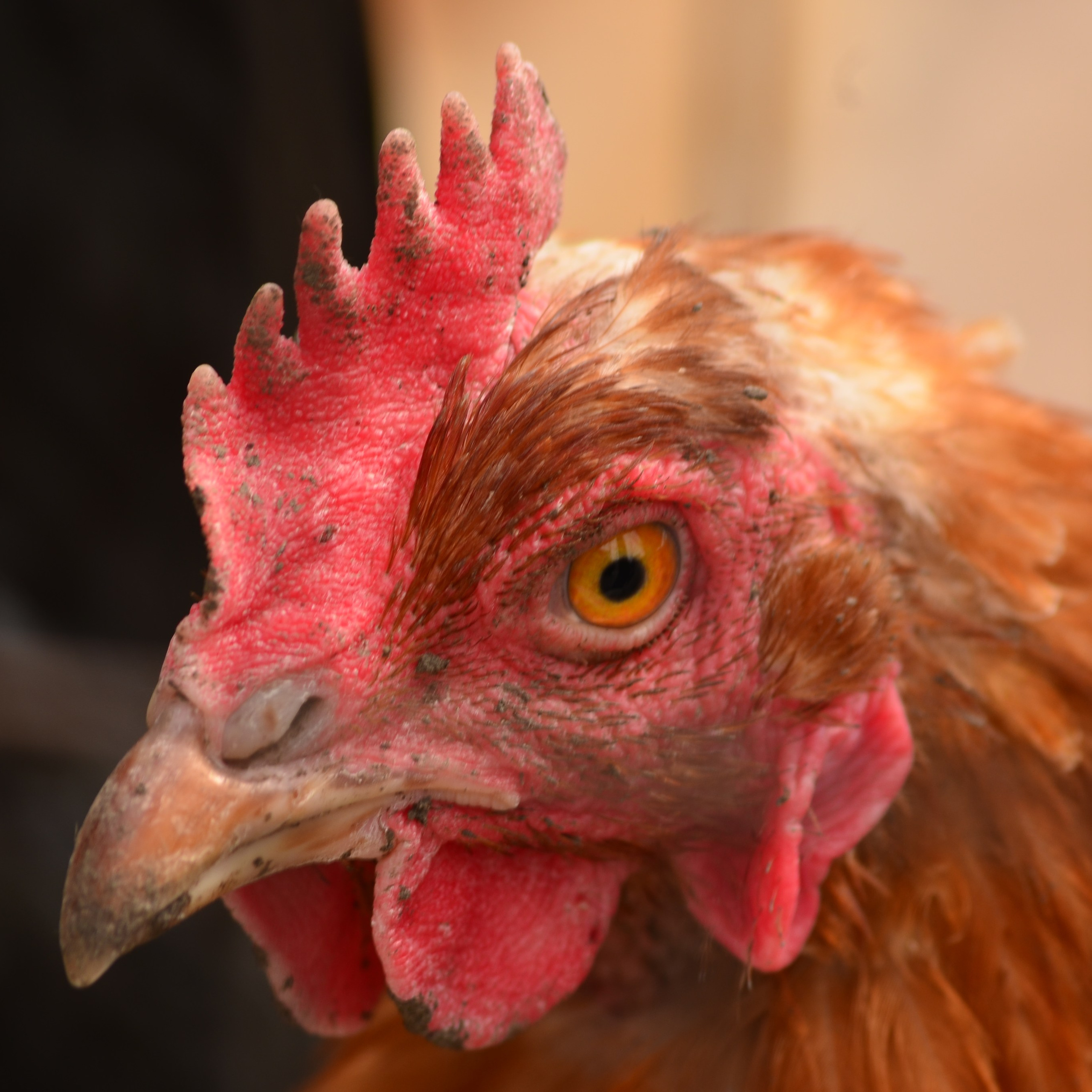 Фотограф viktor viktor