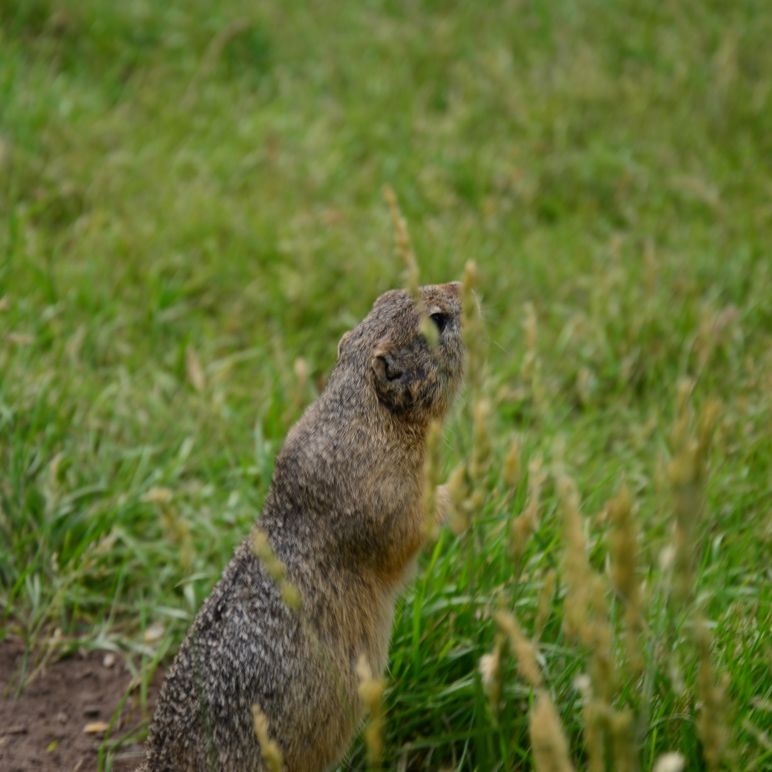 Фотограф viktor viktor