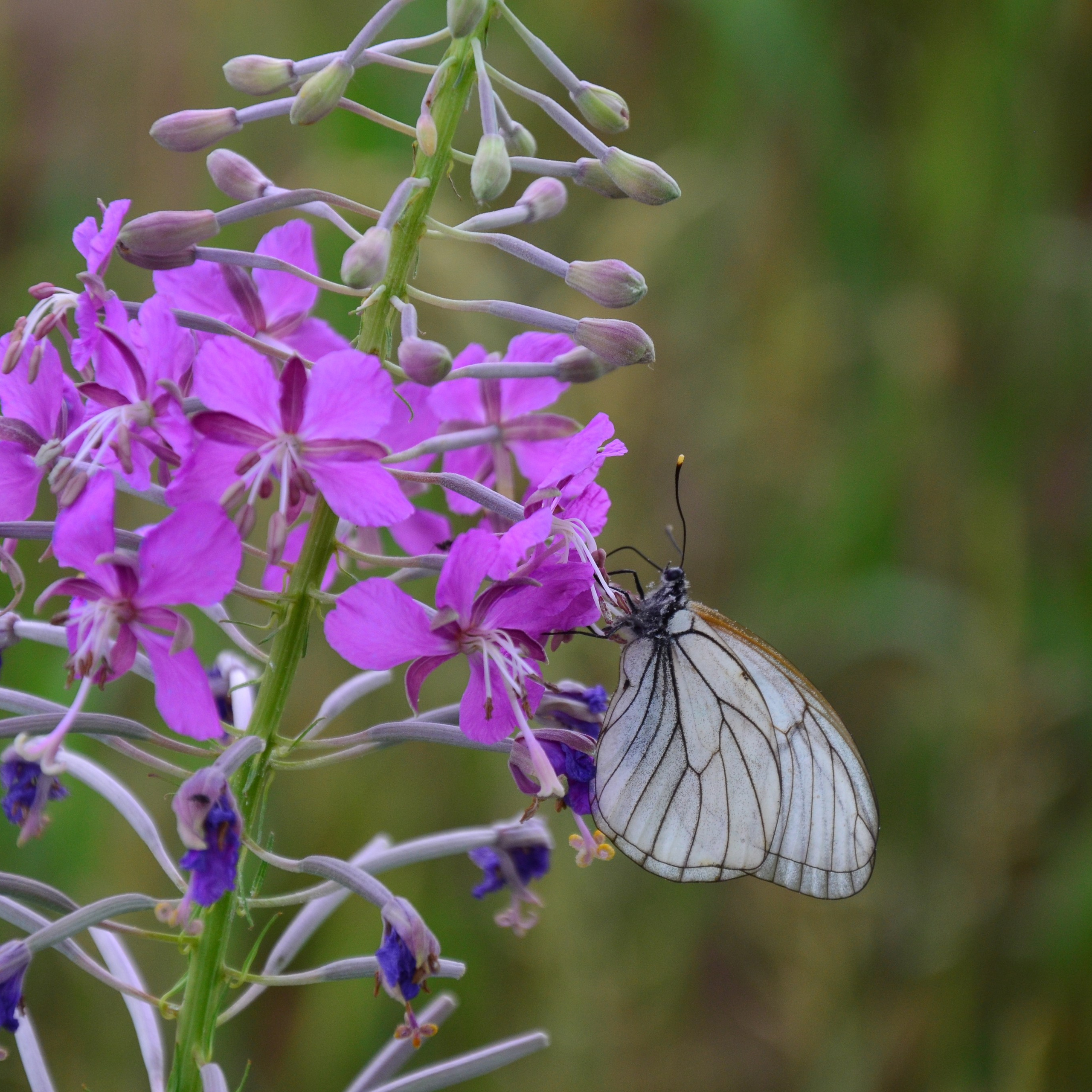 Фотограф viktor viktor