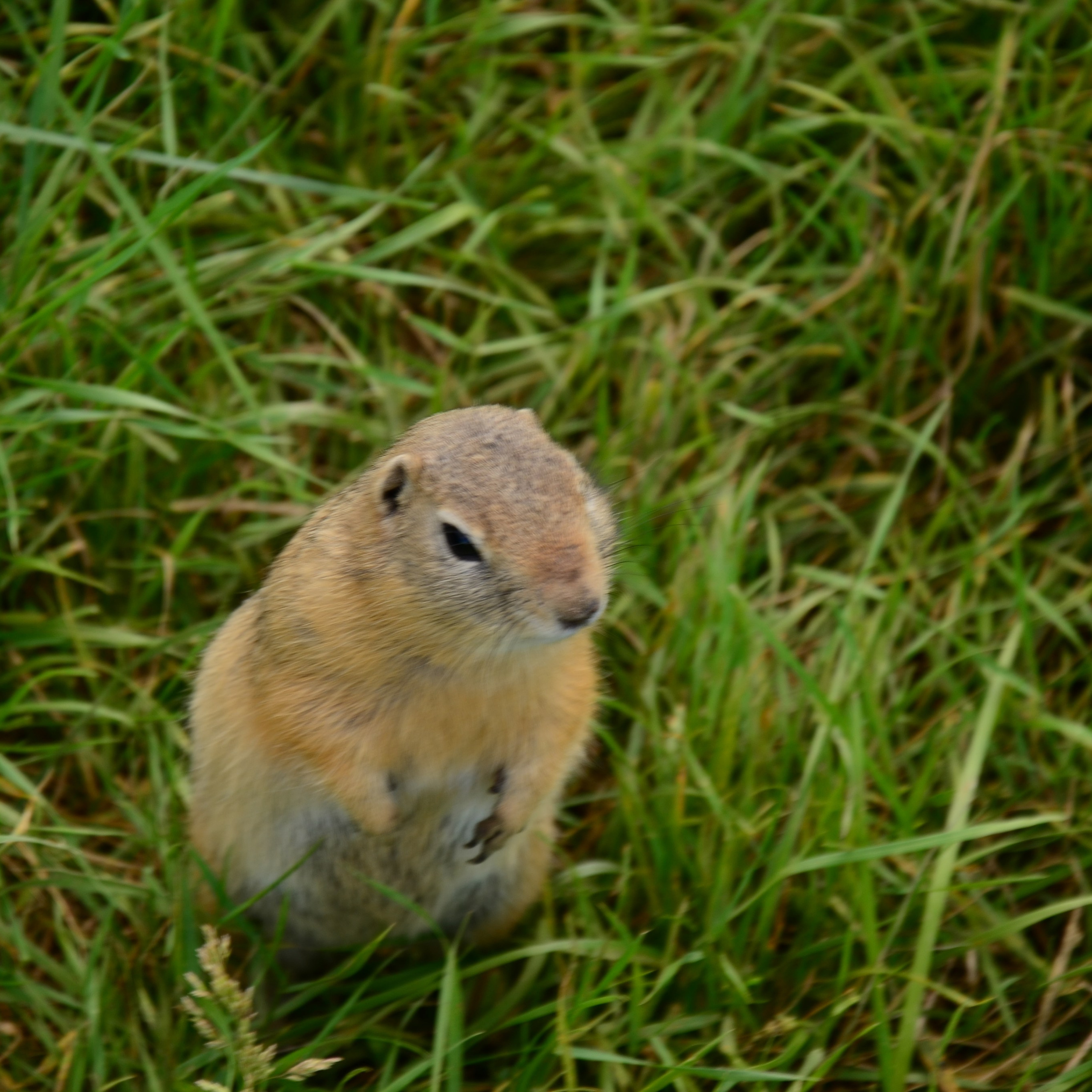 Фотограф viktor viktor