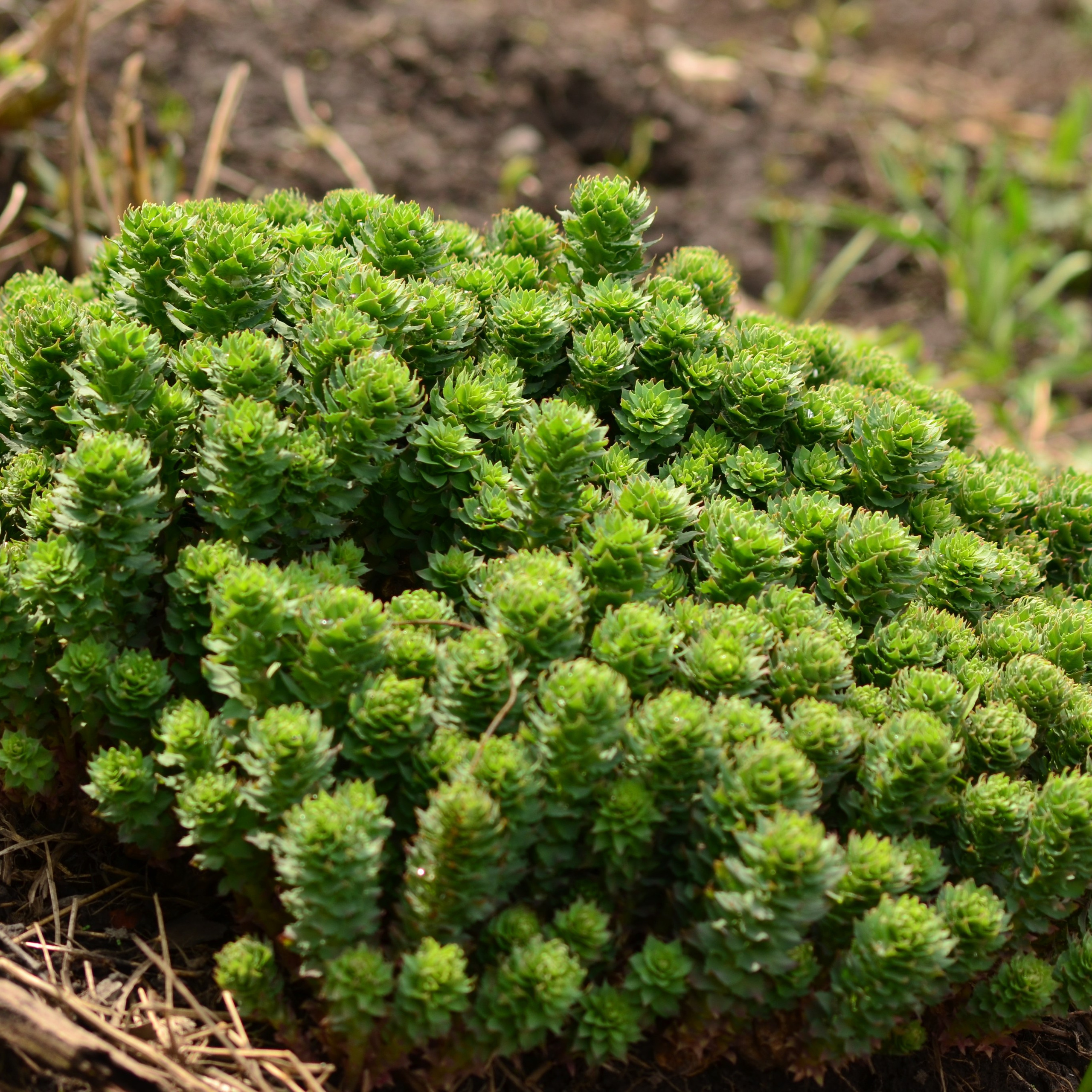 Фотограф viktor viktor