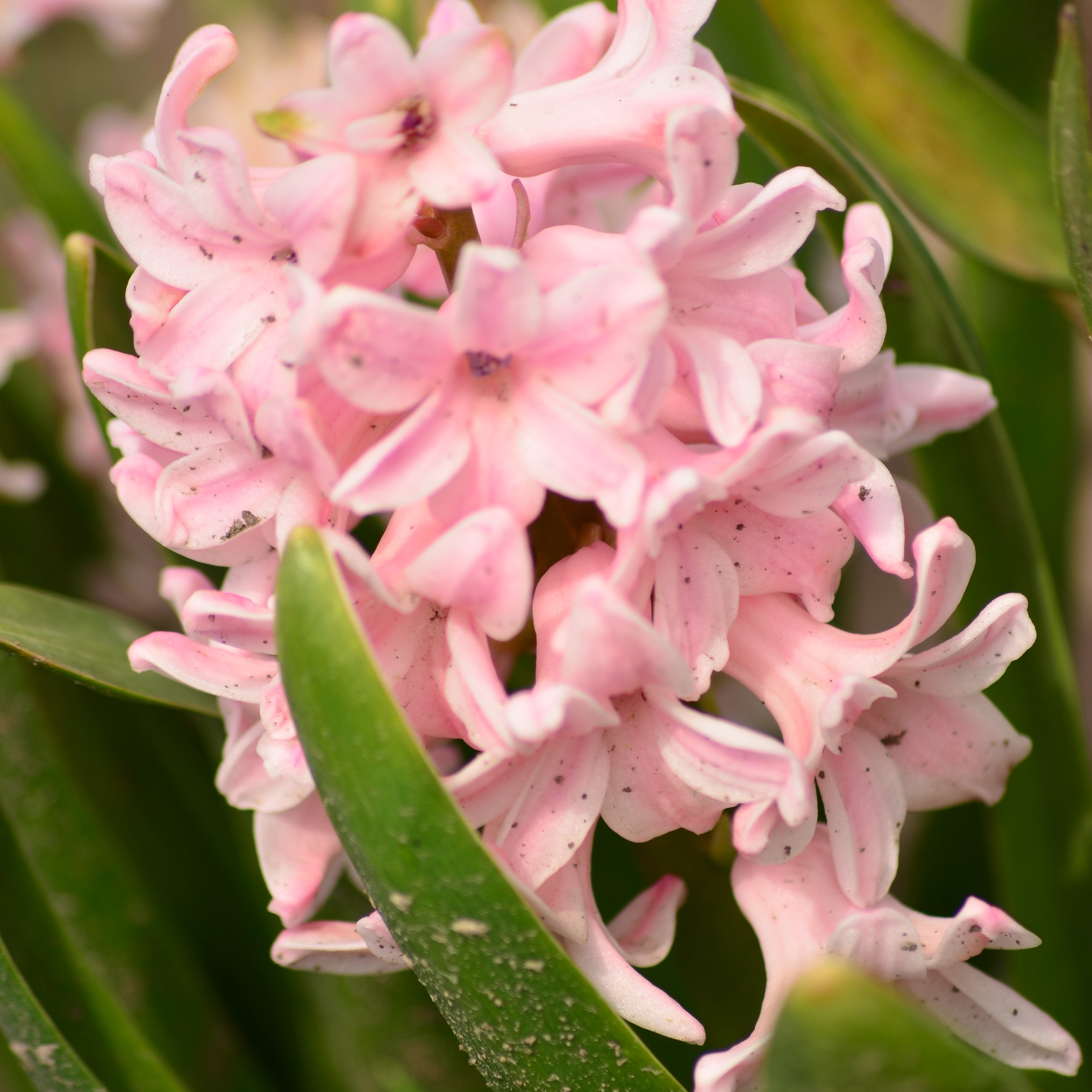 Фотограф viktor viktor