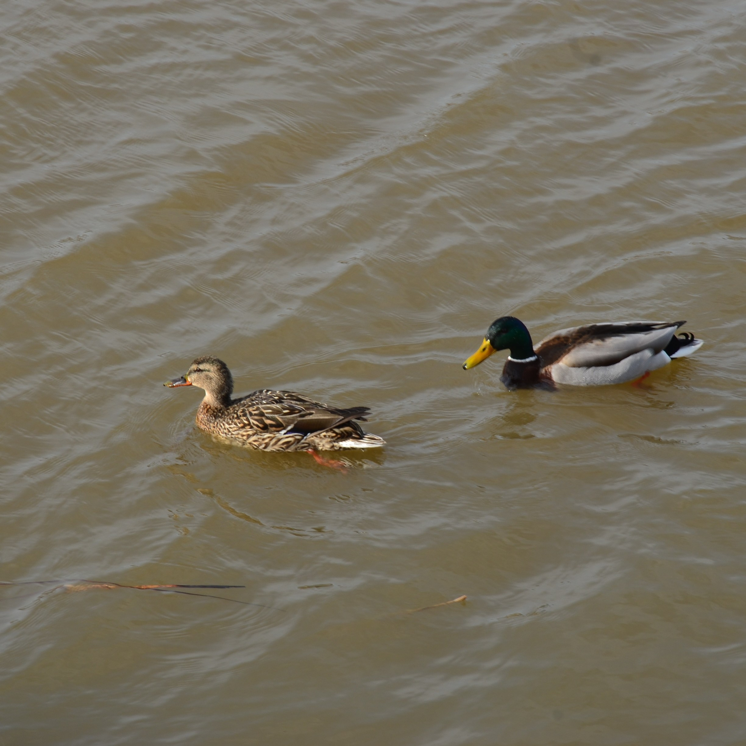 Фотограф viktor viktor