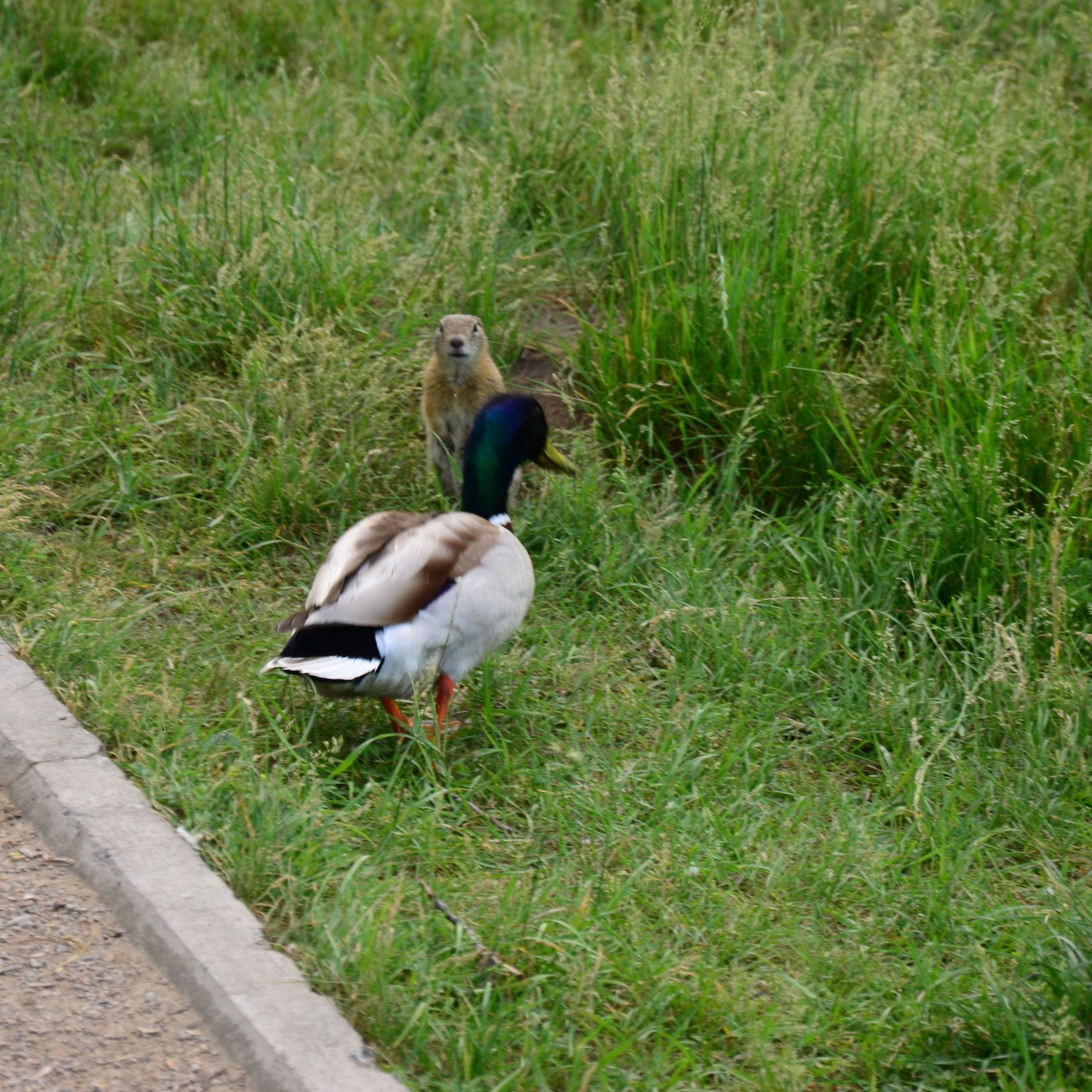 Фотограф viktor viktor