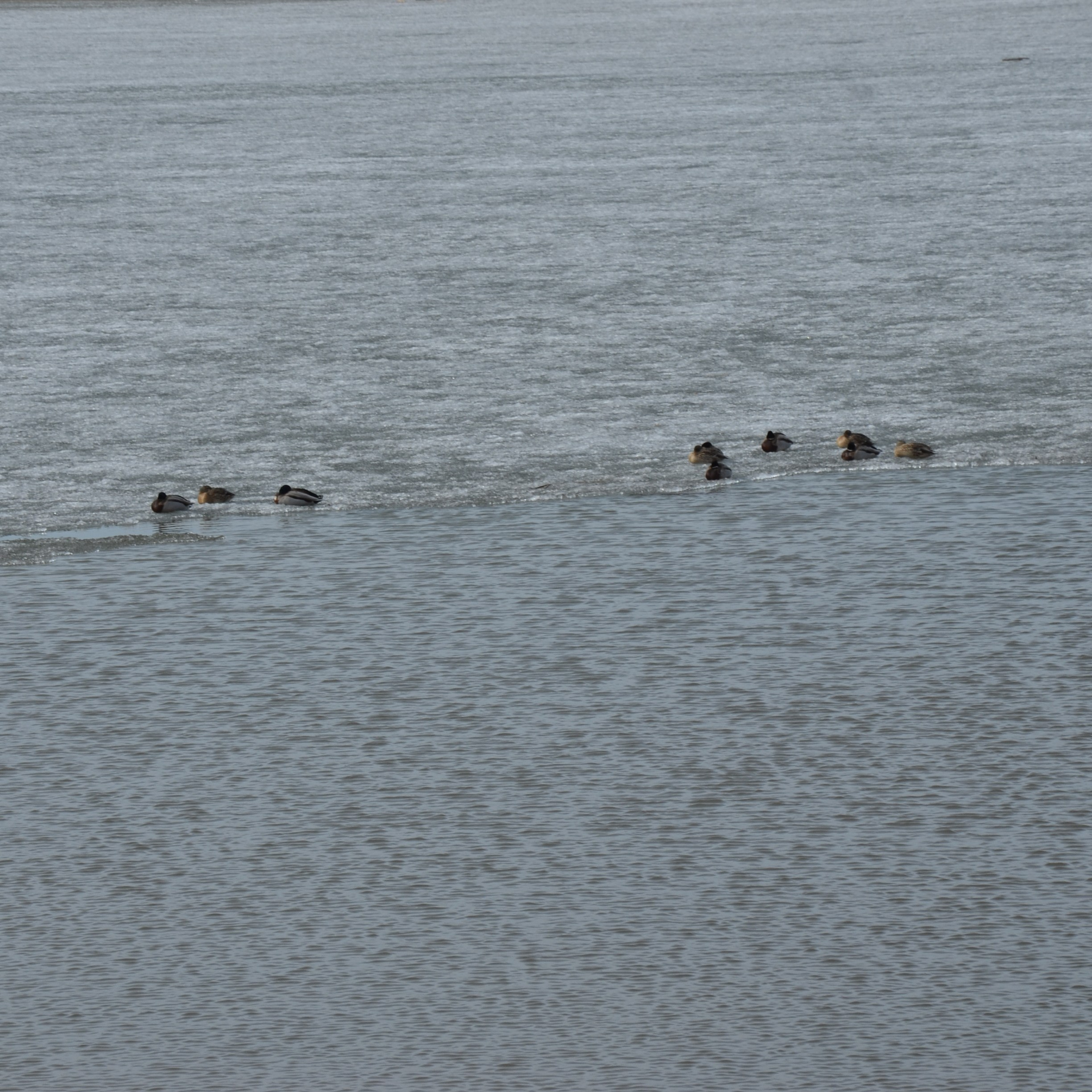 Фотограф viktor viktor