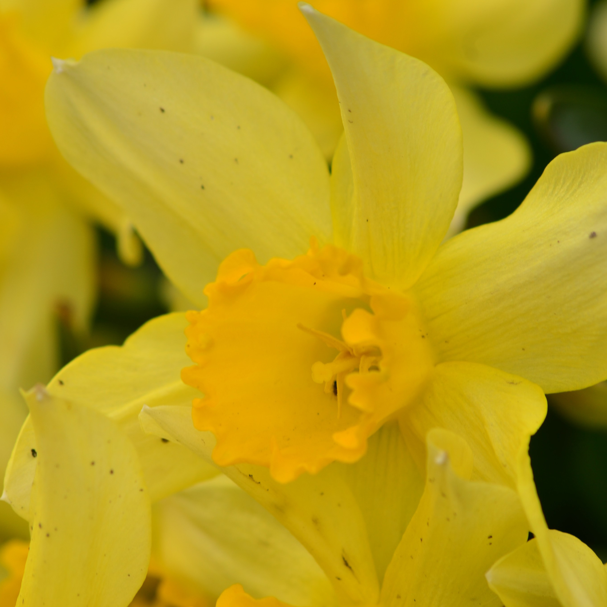 Фотограф viktor viktor