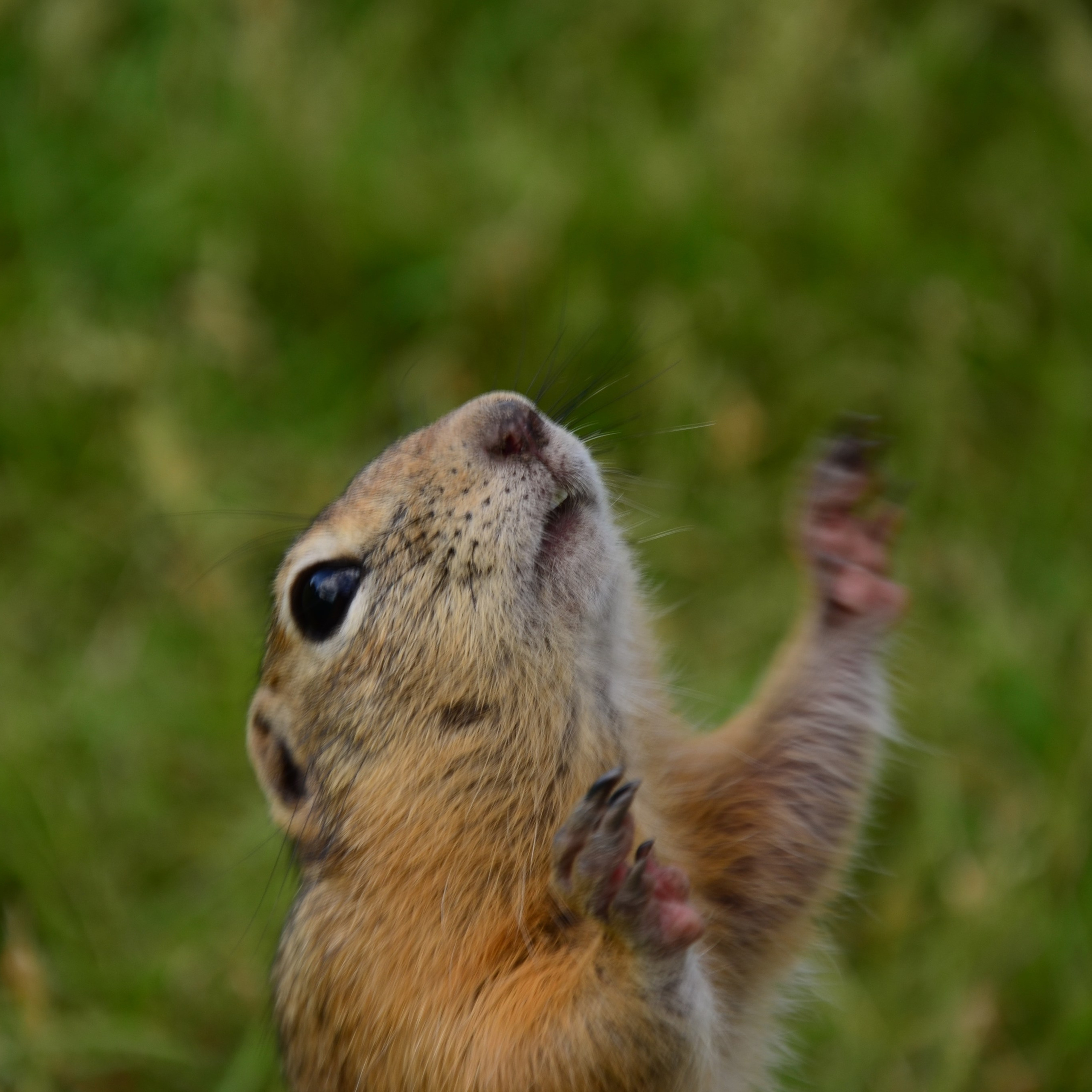 Фотограф viktor viktor