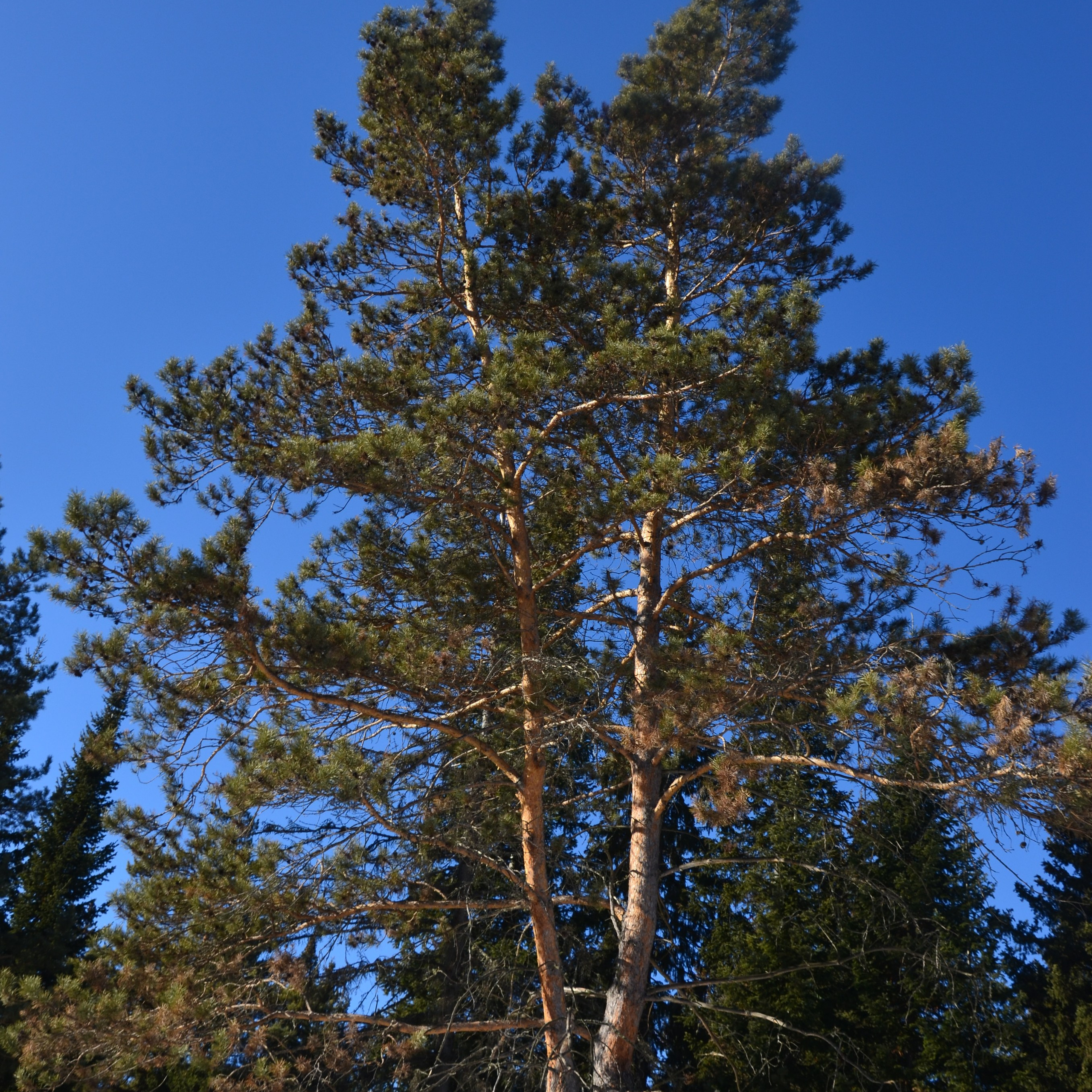 Фотограф viktor viktor