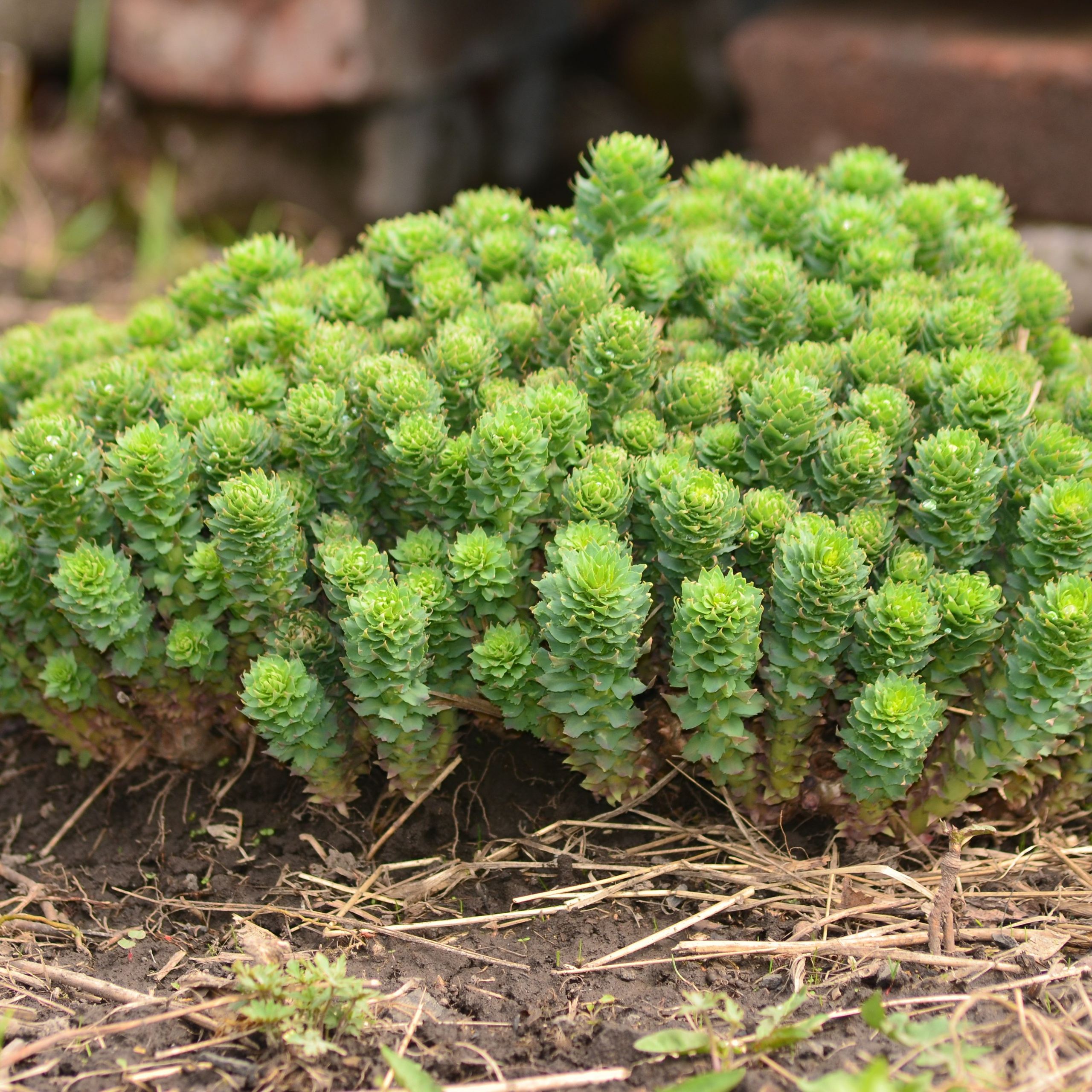 Фотограф viktor viktor
