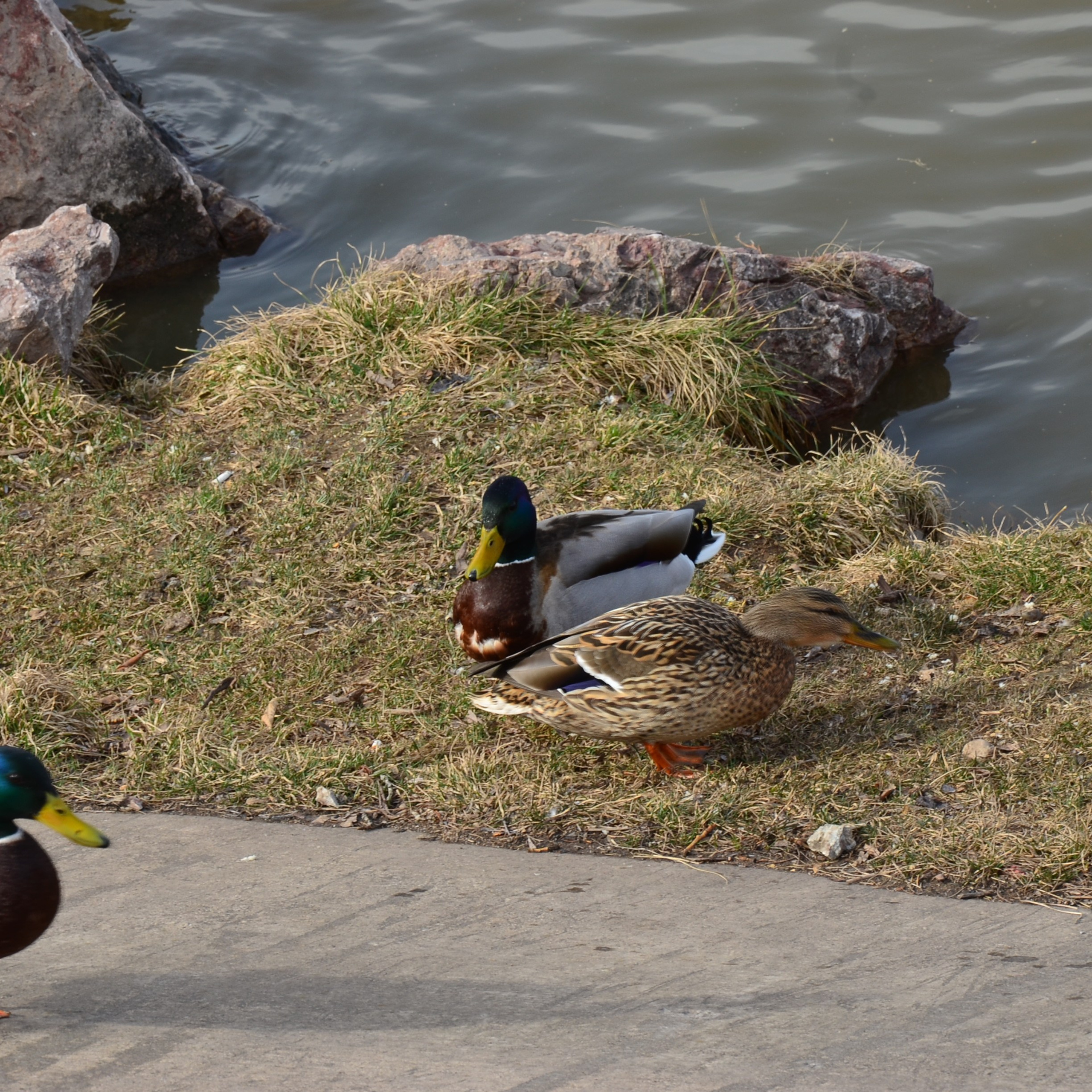Фотограф viktor viktor