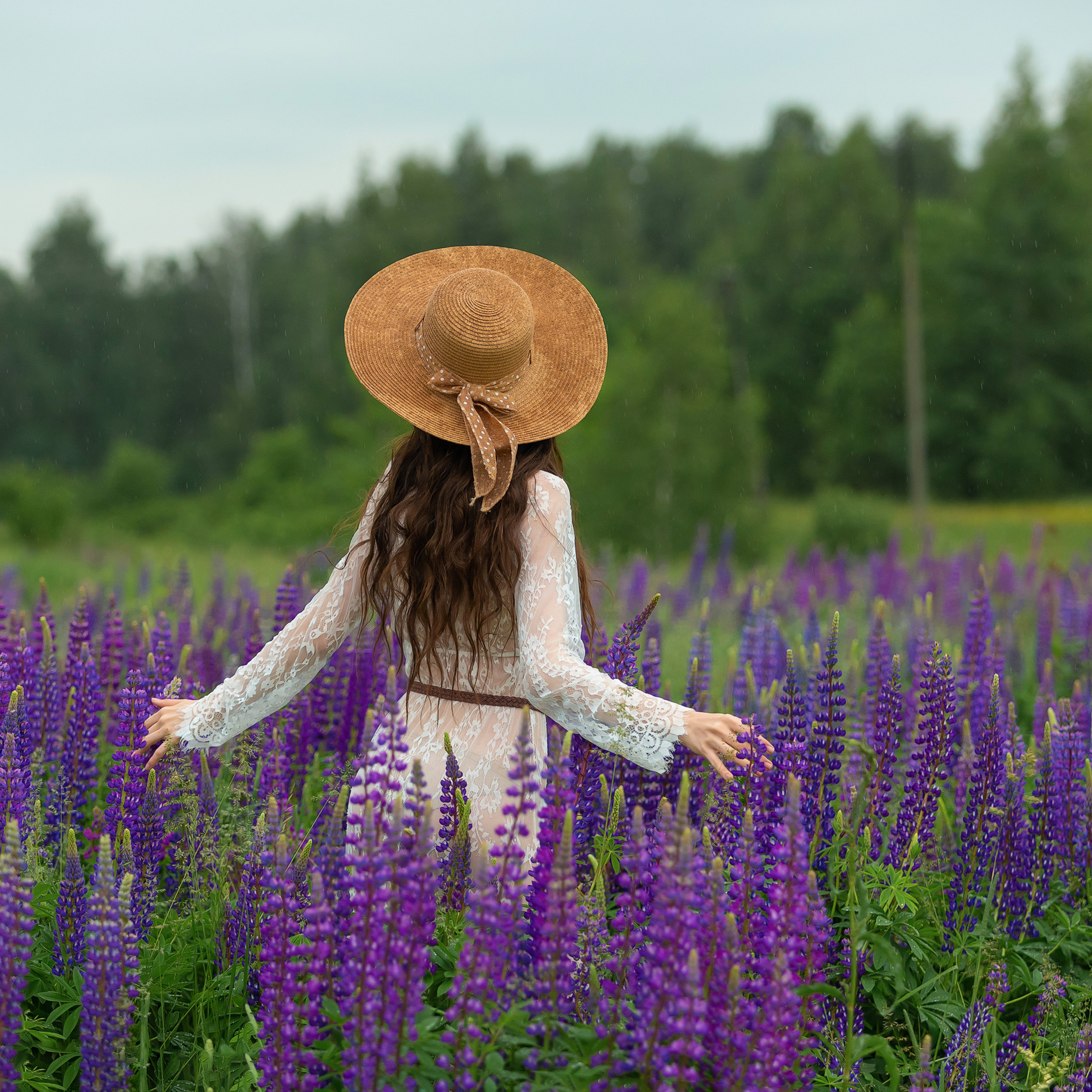 Люпины Снежана
