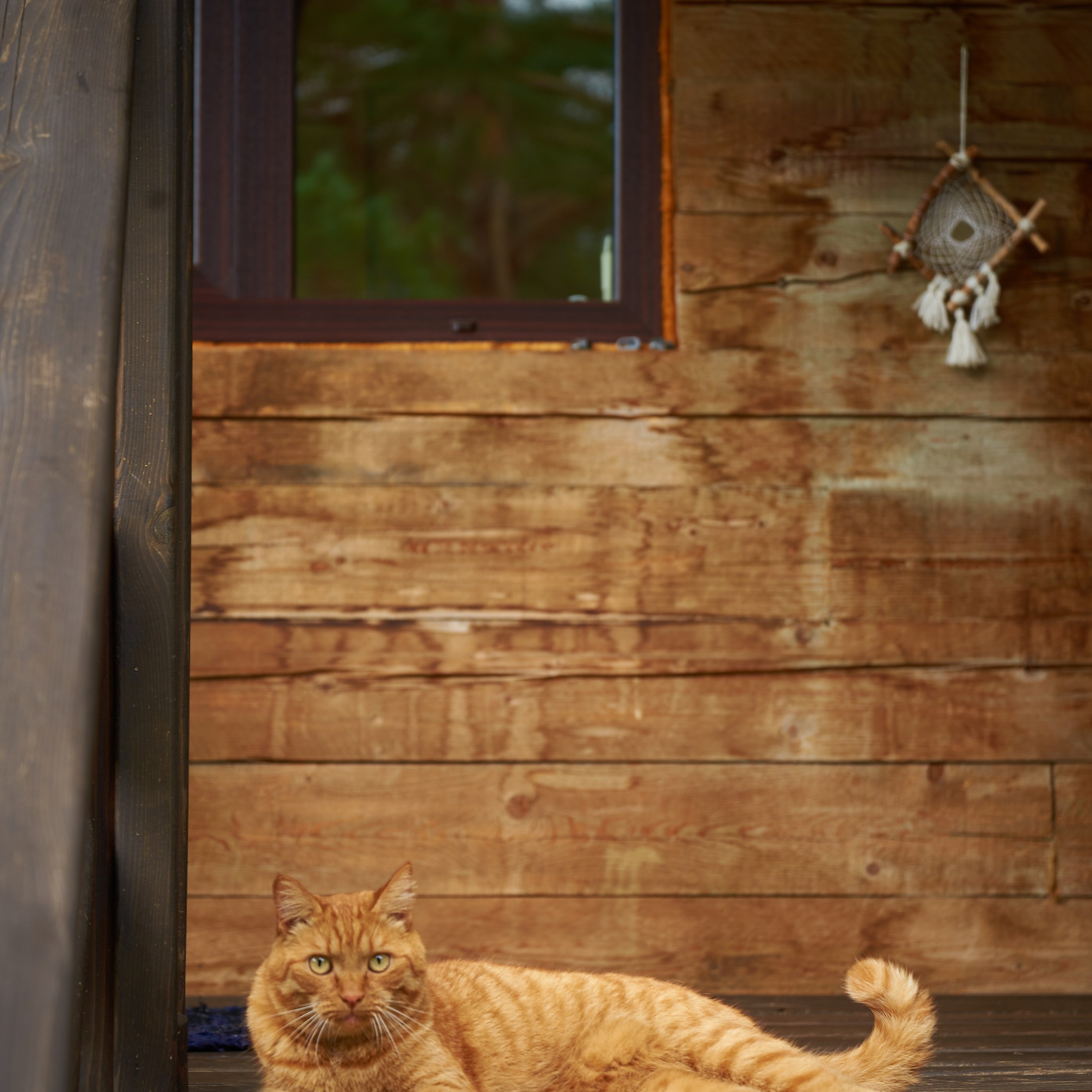 Усадьба «Рыжий кот»