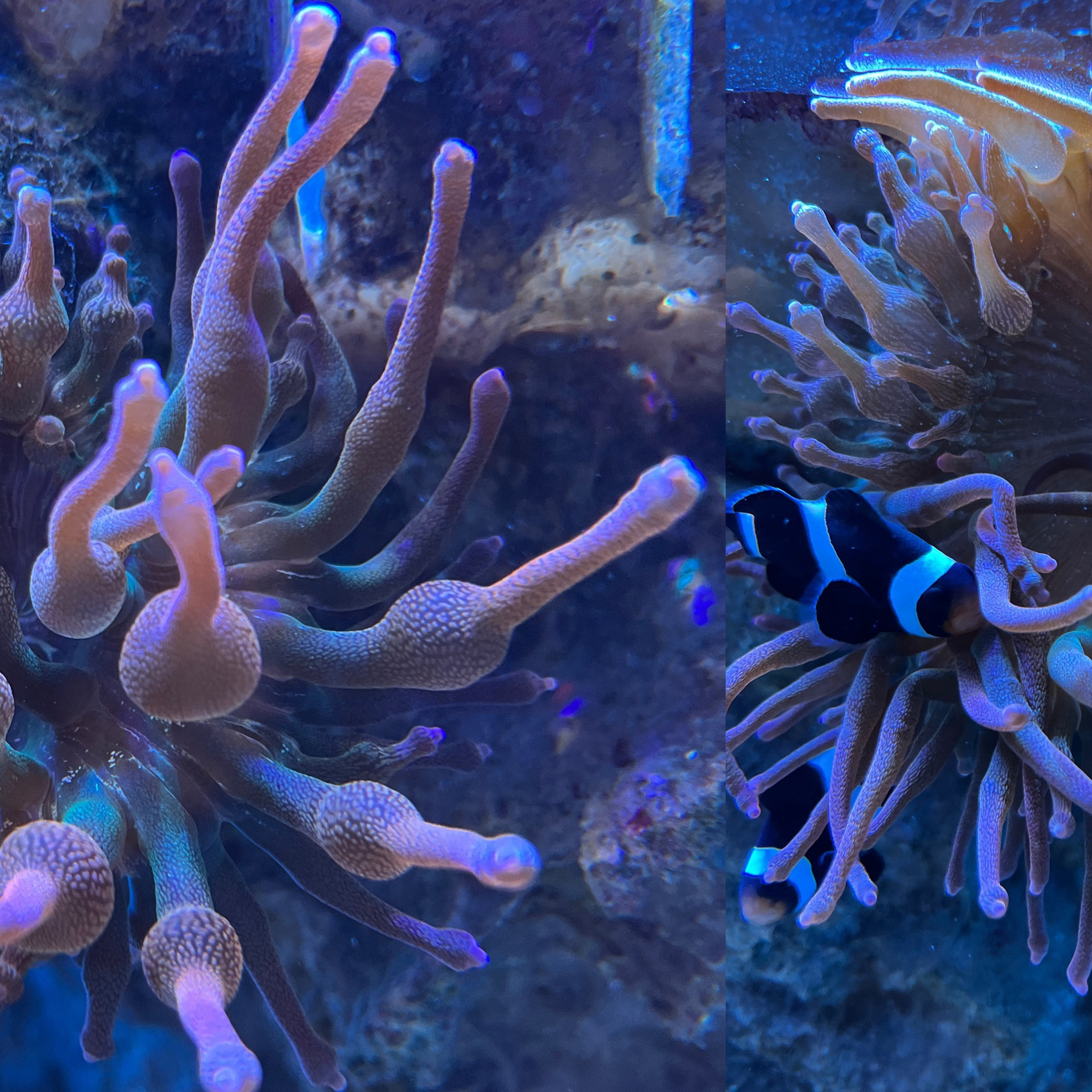 Статья о содержании пузырчатых актиний. Аквариумист Максим Ерёмин. Aqua Maxim