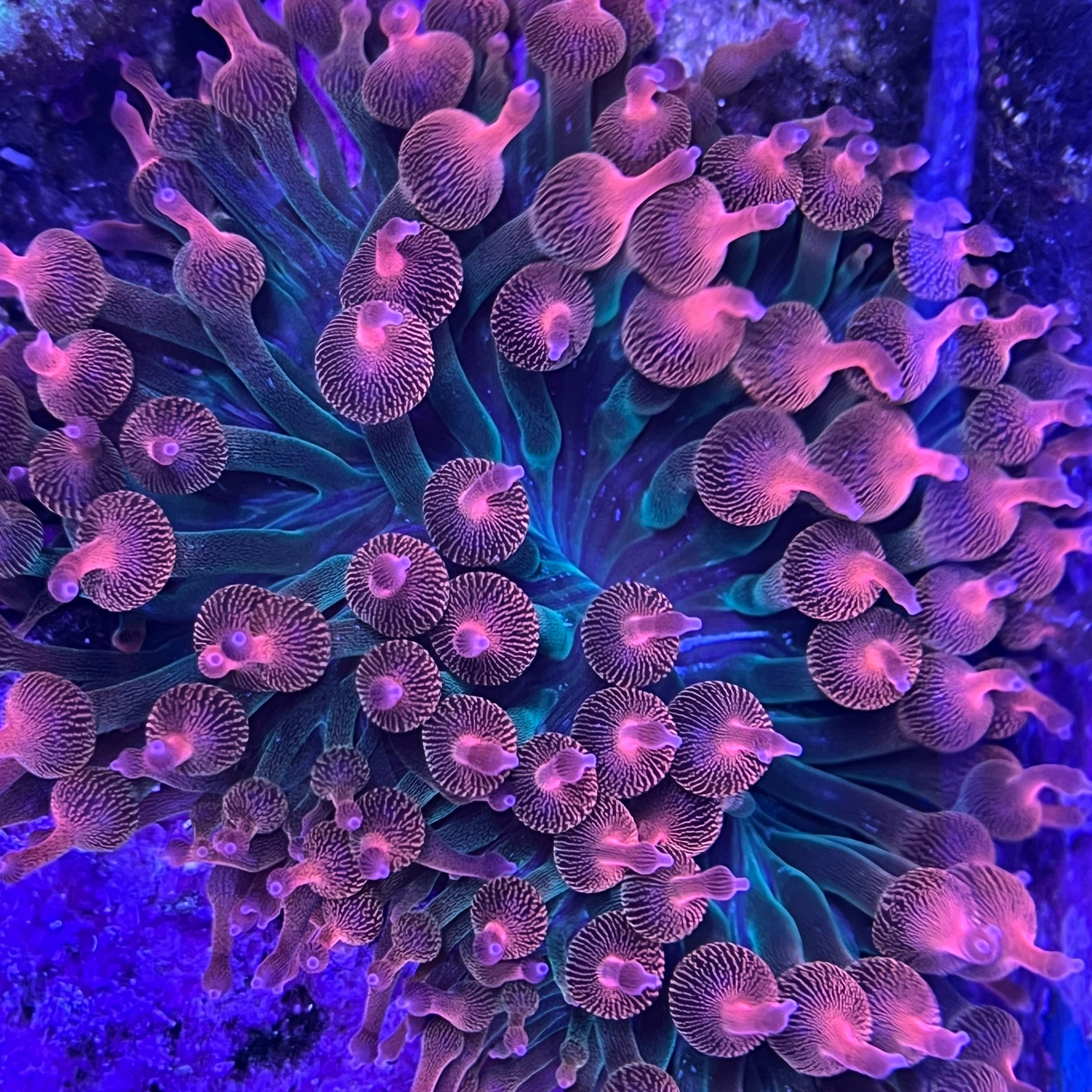 Статья о содержании пузырчатых актиний. Аквариумист Максим Ерёмин. Aqua Maxim