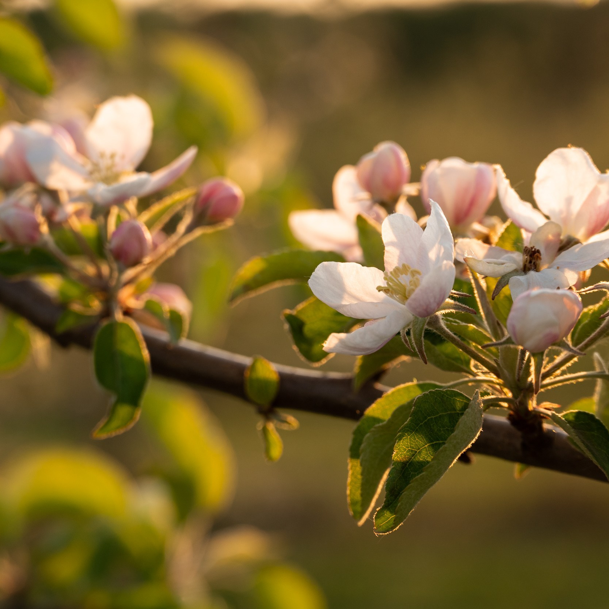 Яблоневые сады, Крапивна