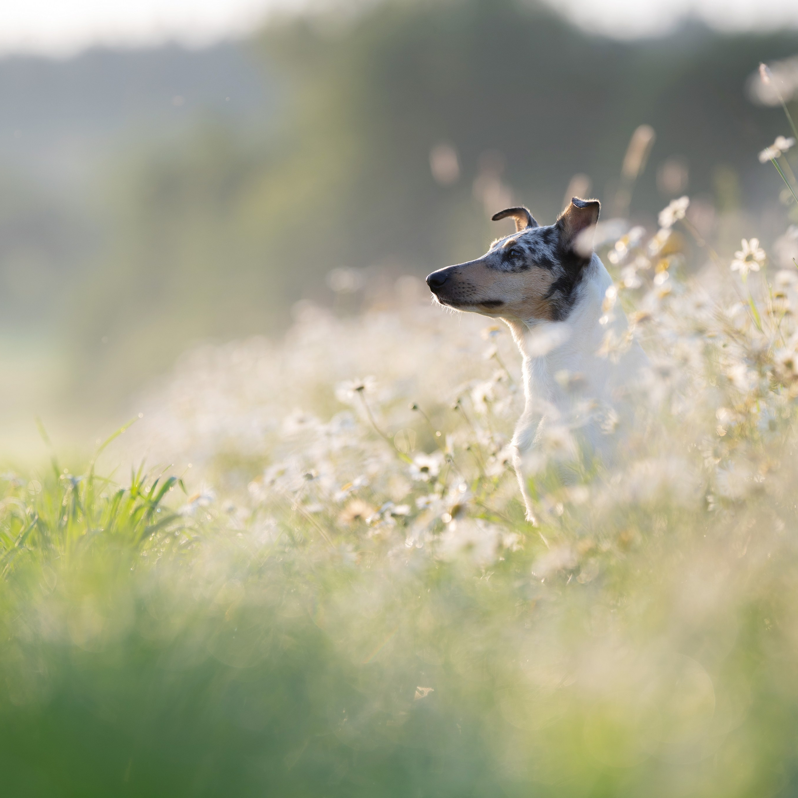 Ромашки на рассвете 4 июля 2025