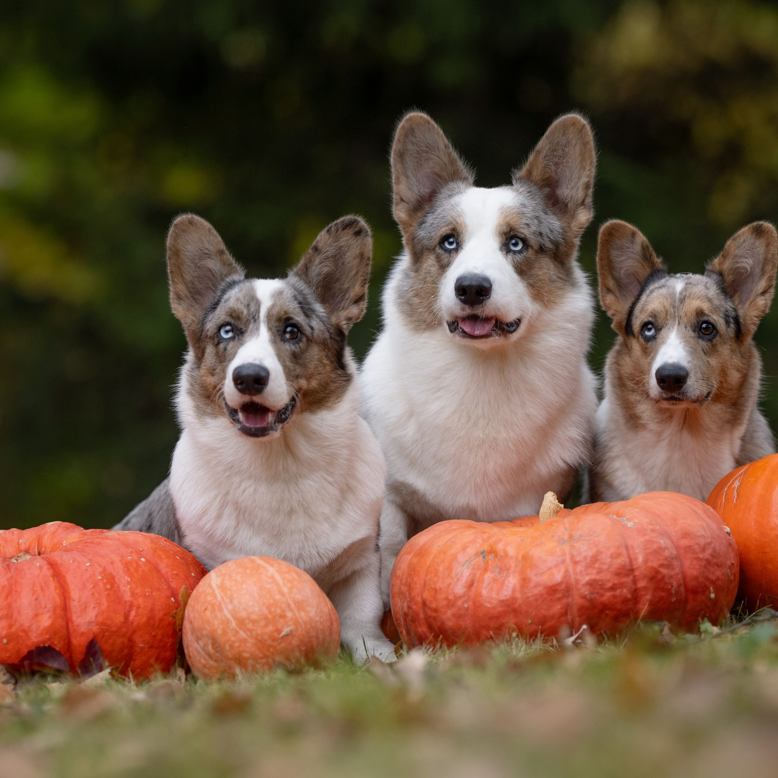 Тыквенная вечерника 6 октября 2024