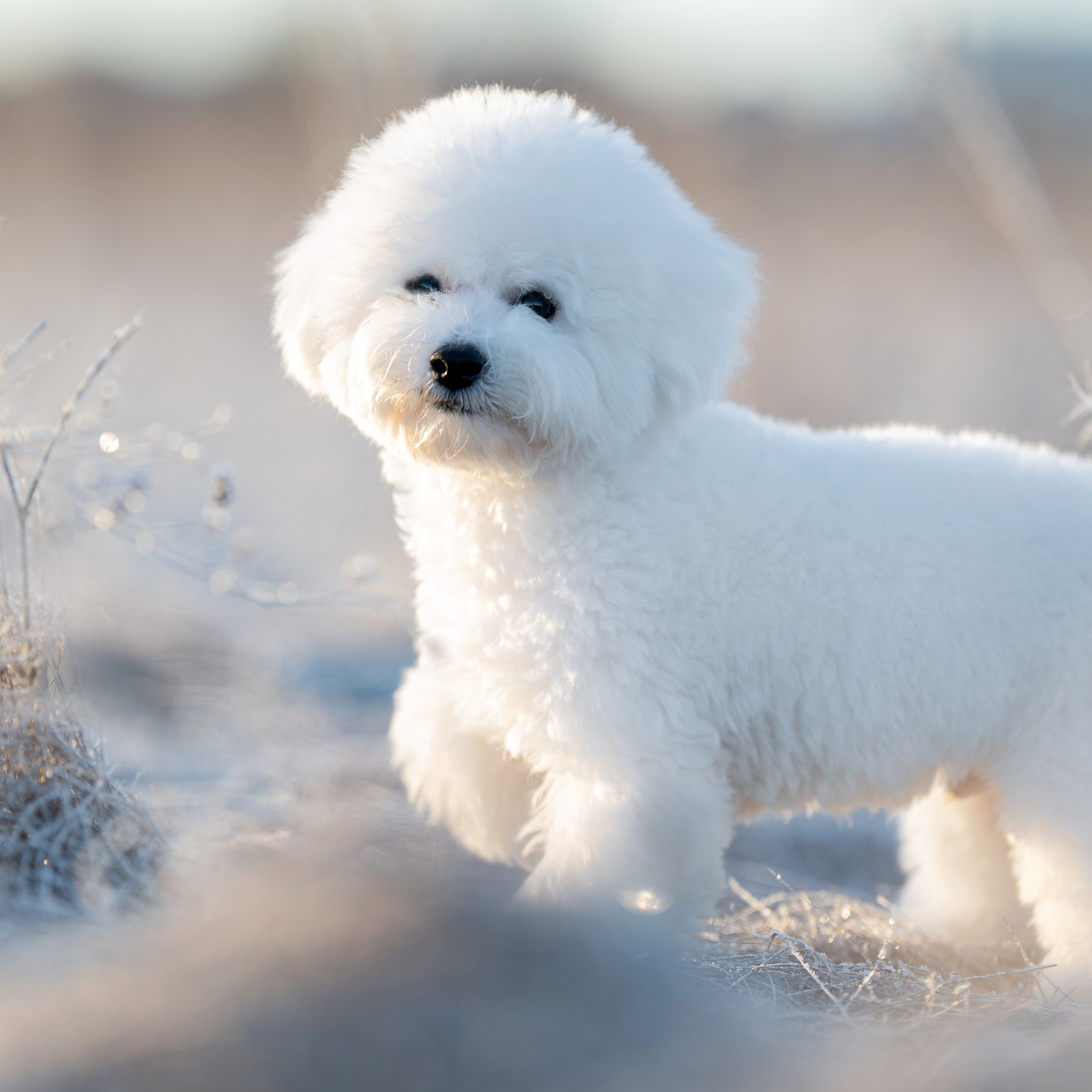 Бишон Фризе Серебряное копытце 19 марта 2025