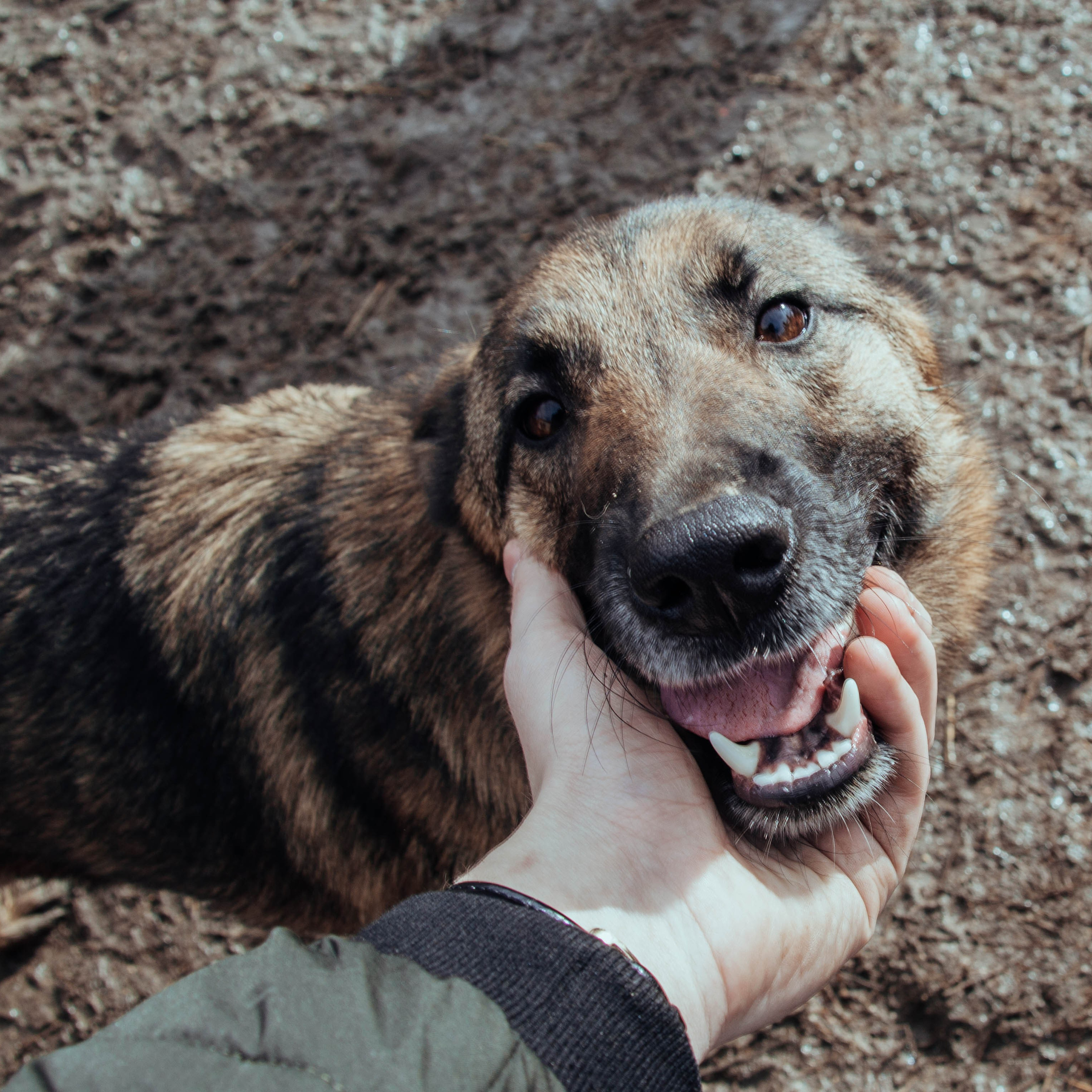 Приют «Дом Добра»