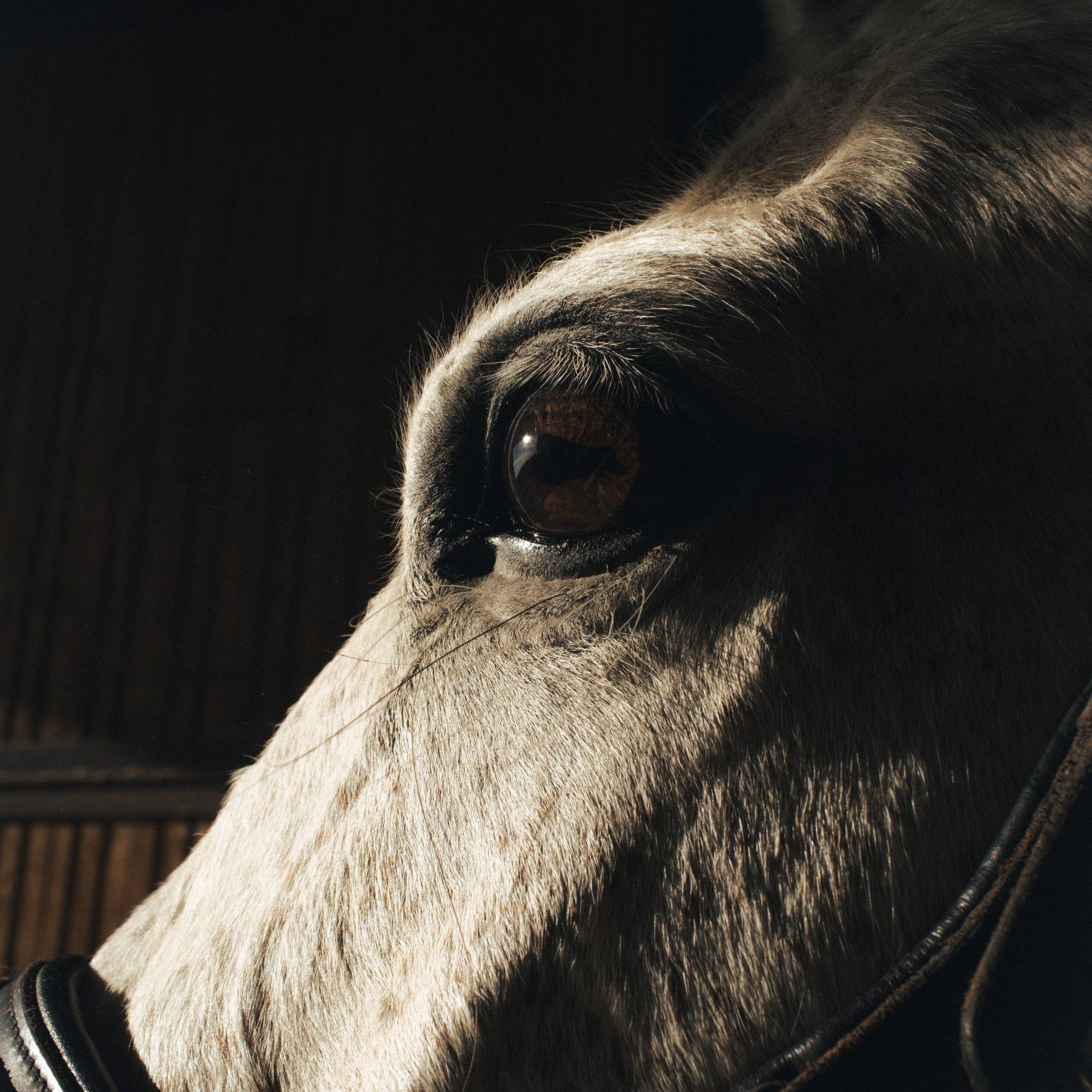 Отзывы. Фотограф во Владикавказе Валерия Вольф