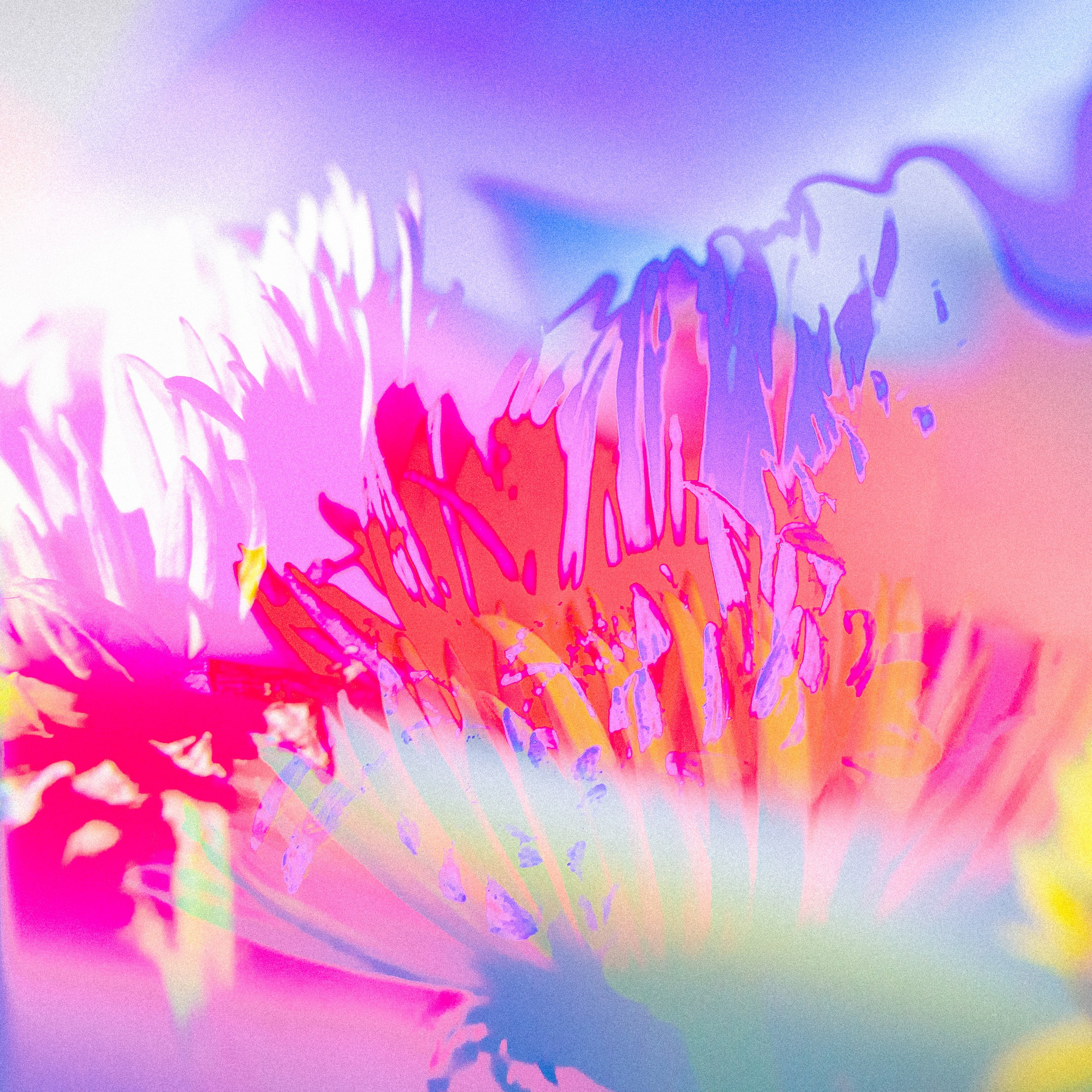 ЦВЕТА, 2025-2026