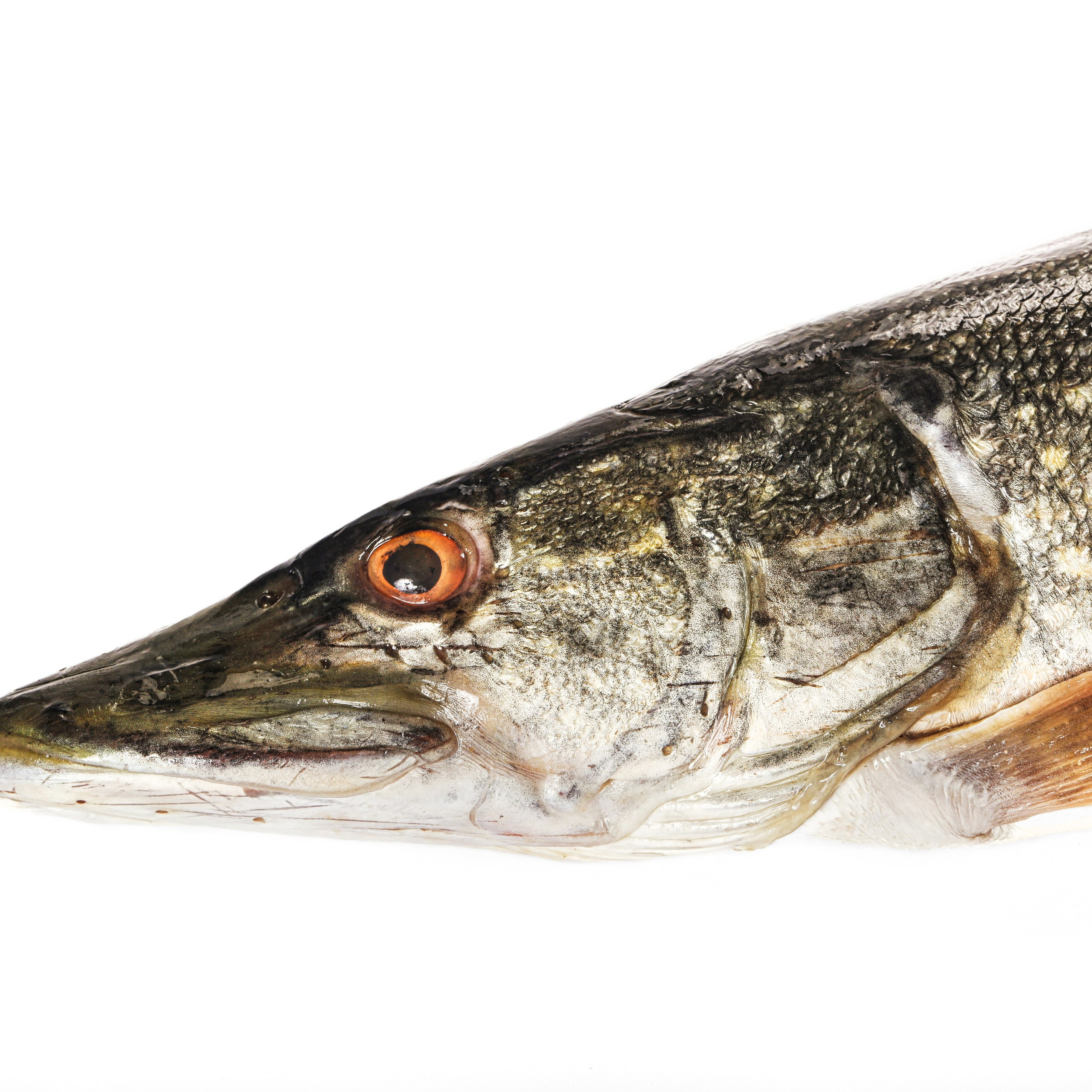 Рыба и морепродукты