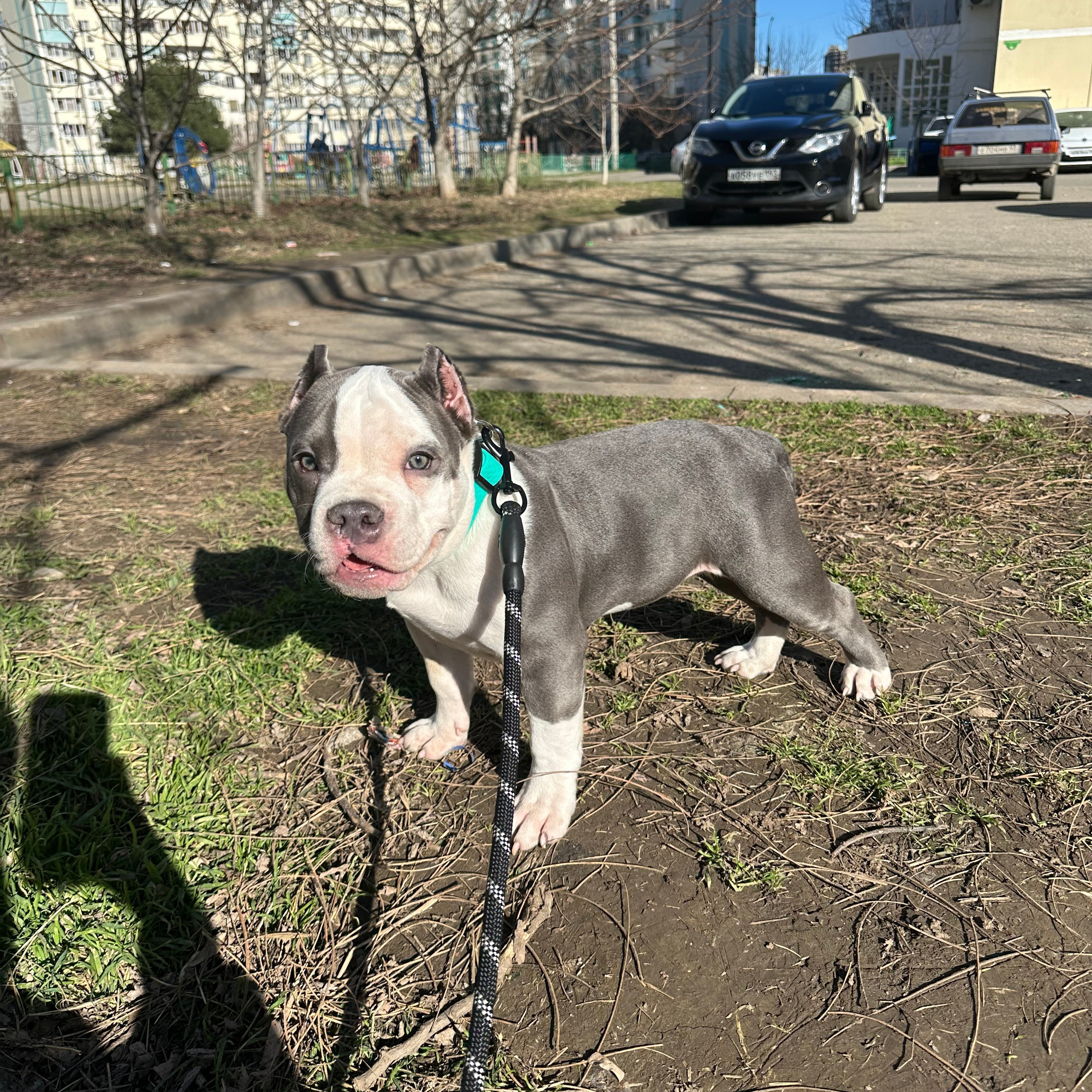 Отзывы о нас. Американский Булли в г. Ростов-на-Дону. Питомник THE POWER OF SIBERIA