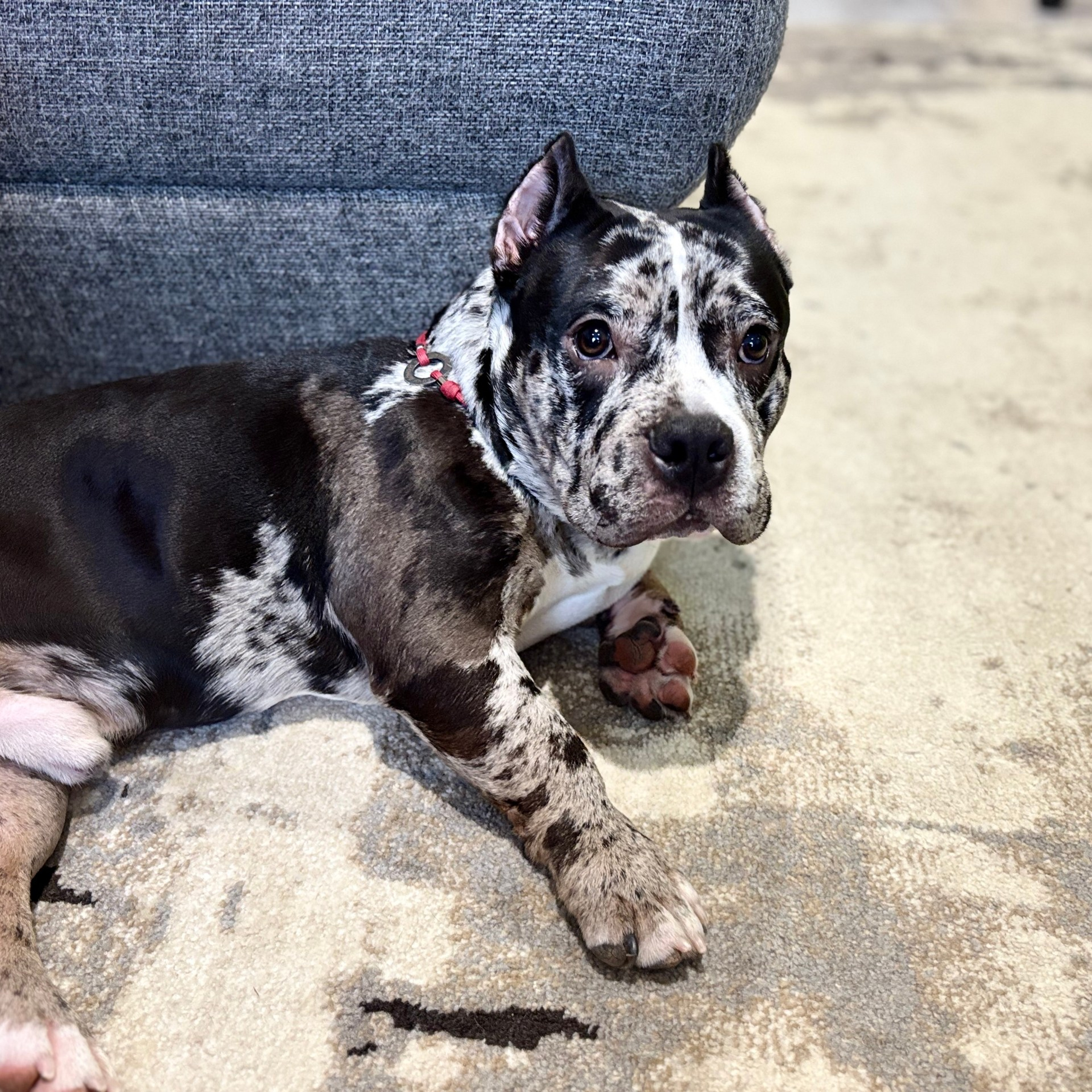 Отзывы о нас. Американский Булли в г. Ростов-на-Дону. Питомник THE POWER OF SIBERIA