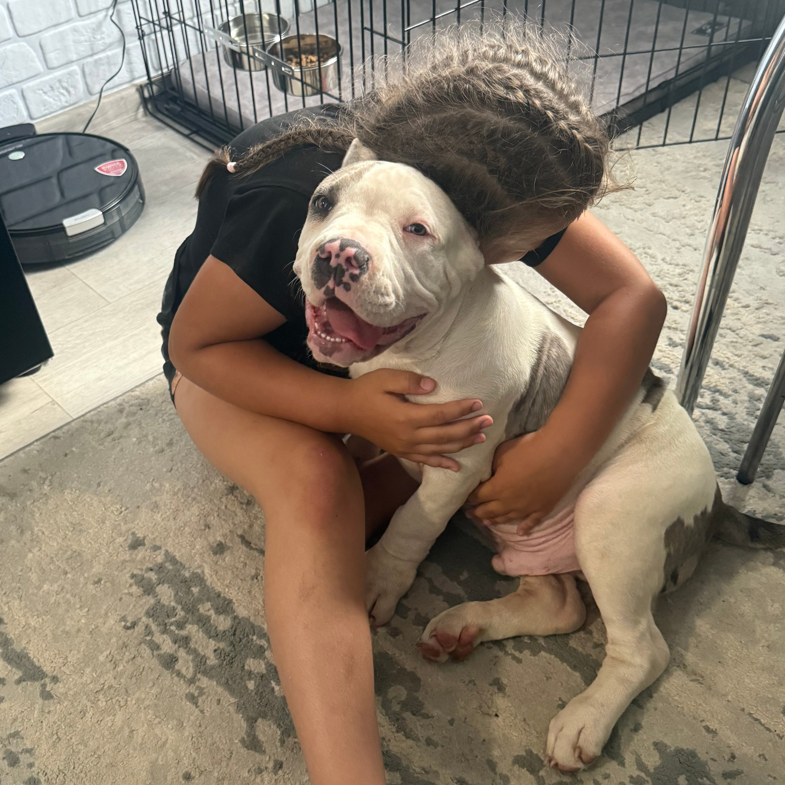 Отзывы о нас. Американский Булли в г. Ростов-на-Дону. Питомник THE POWER OF SIBERIA