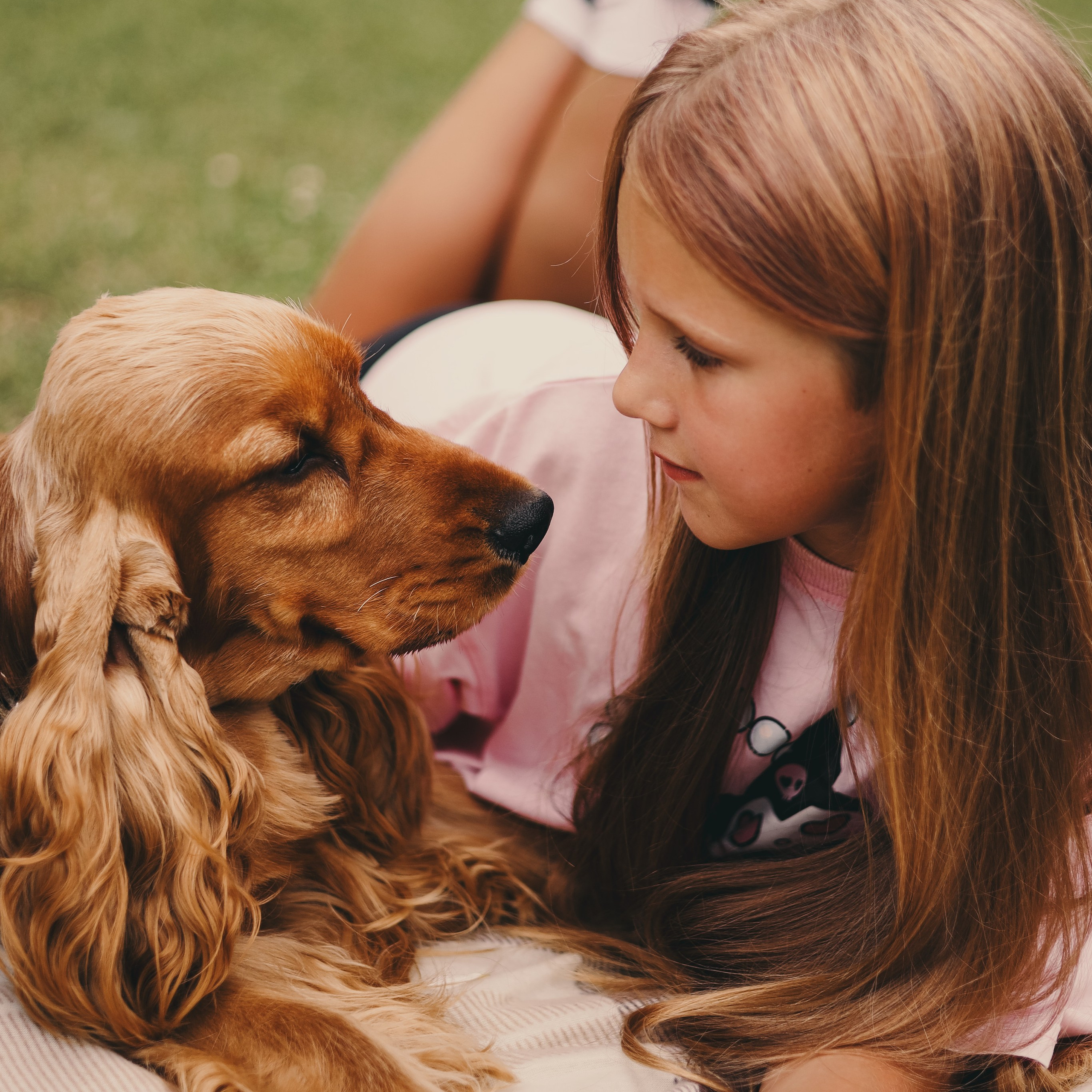 Фотопроект «Пикник со спаниелем»