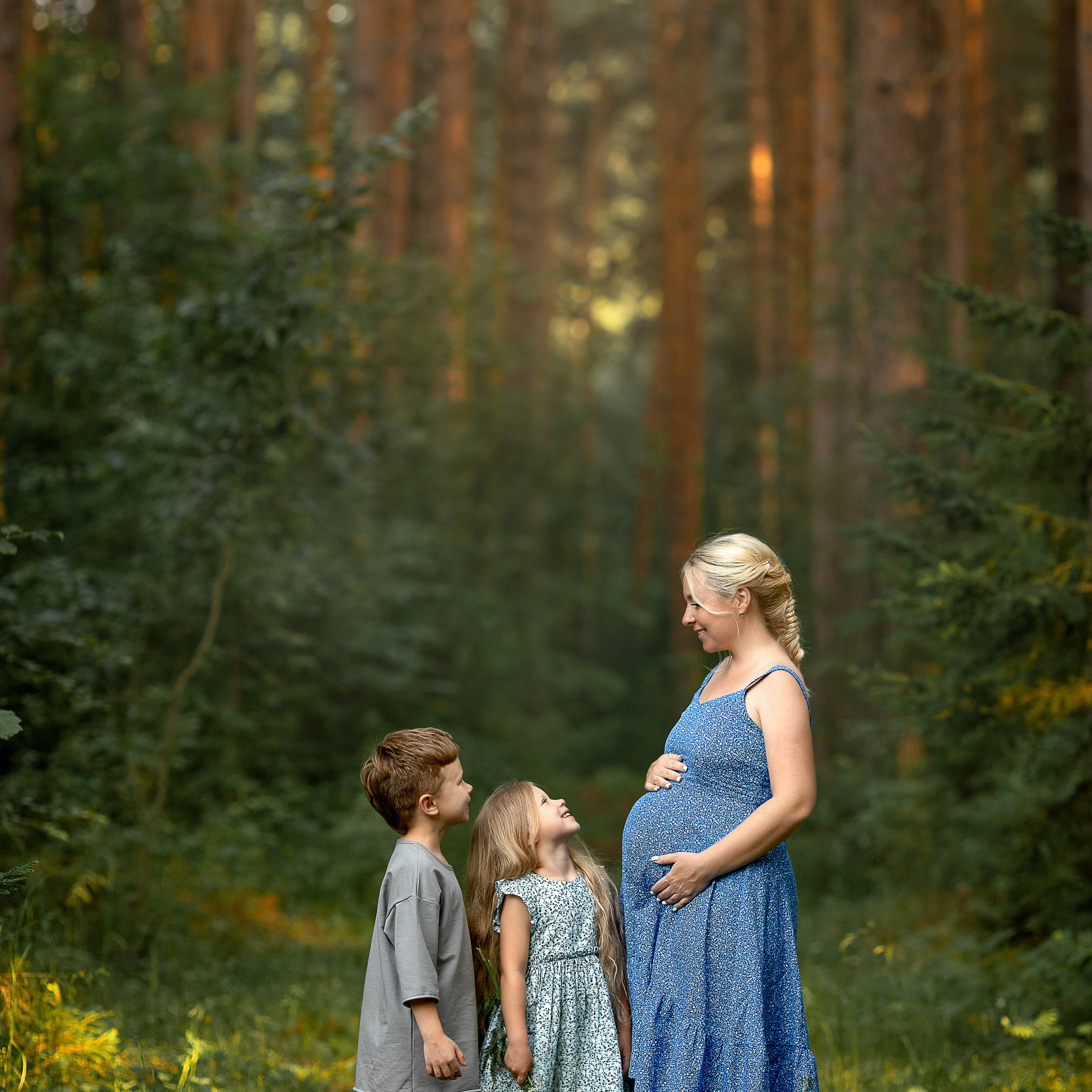 Солнце сквозь сосны-великаны