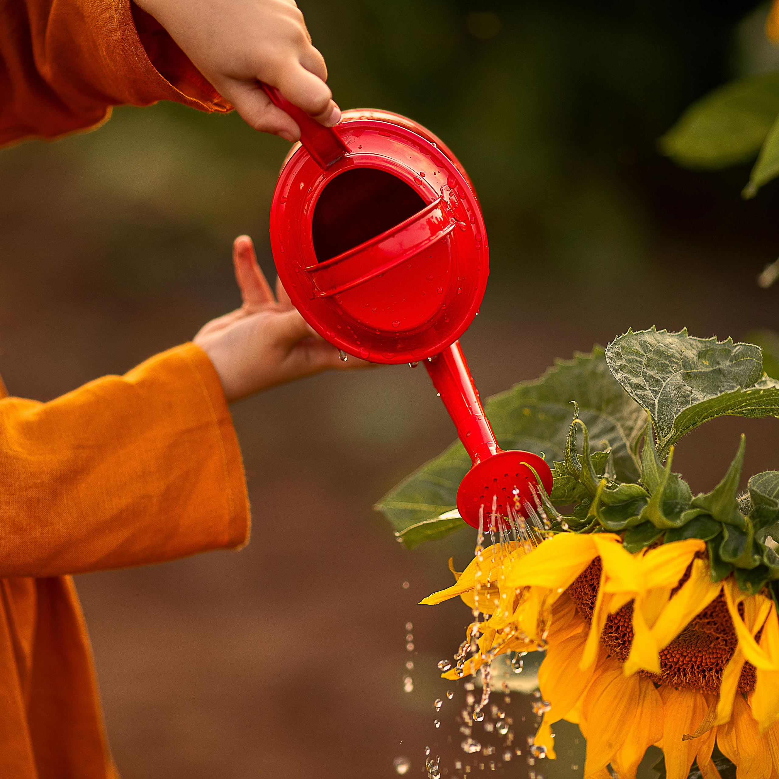 Солнечные цветы