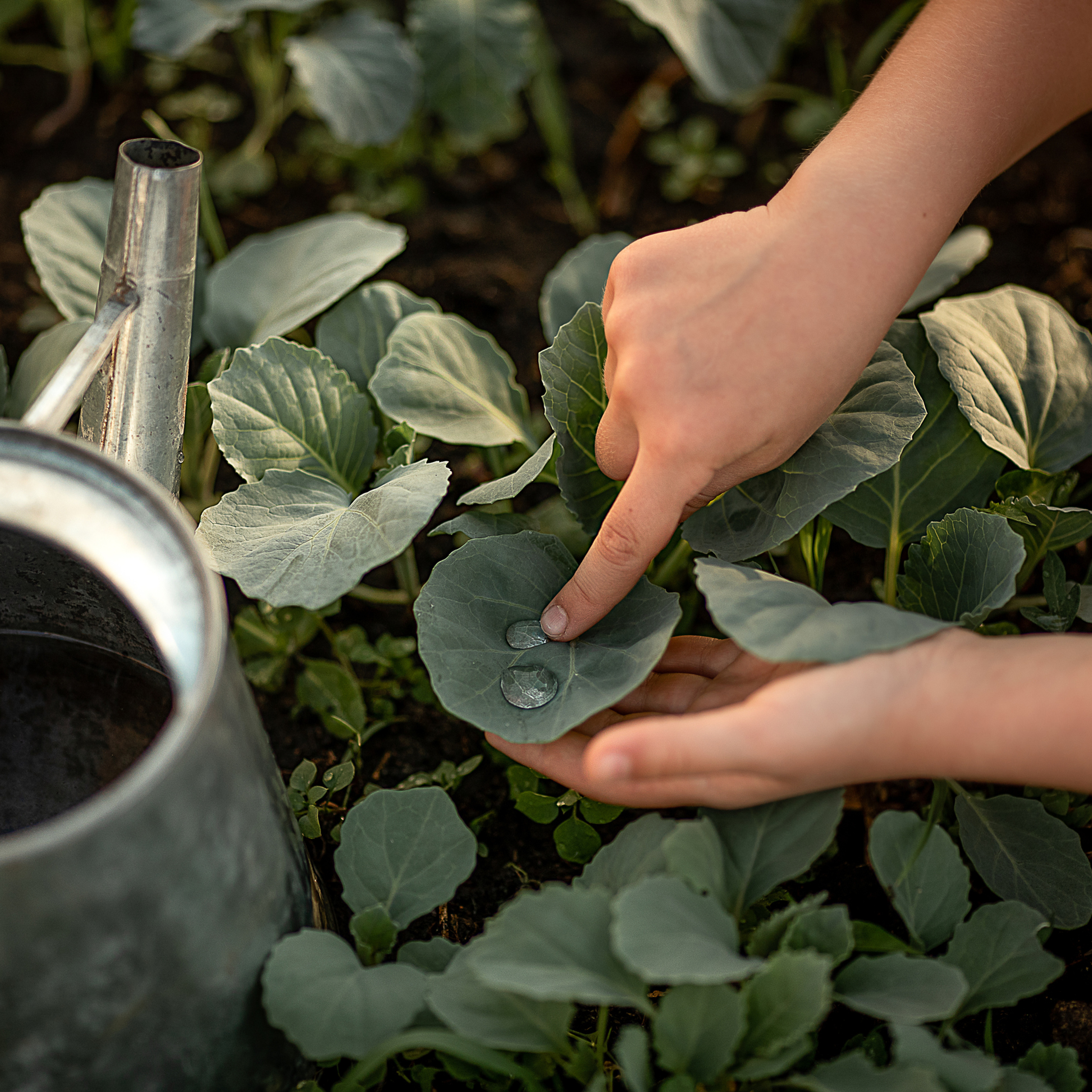 Дела огородные