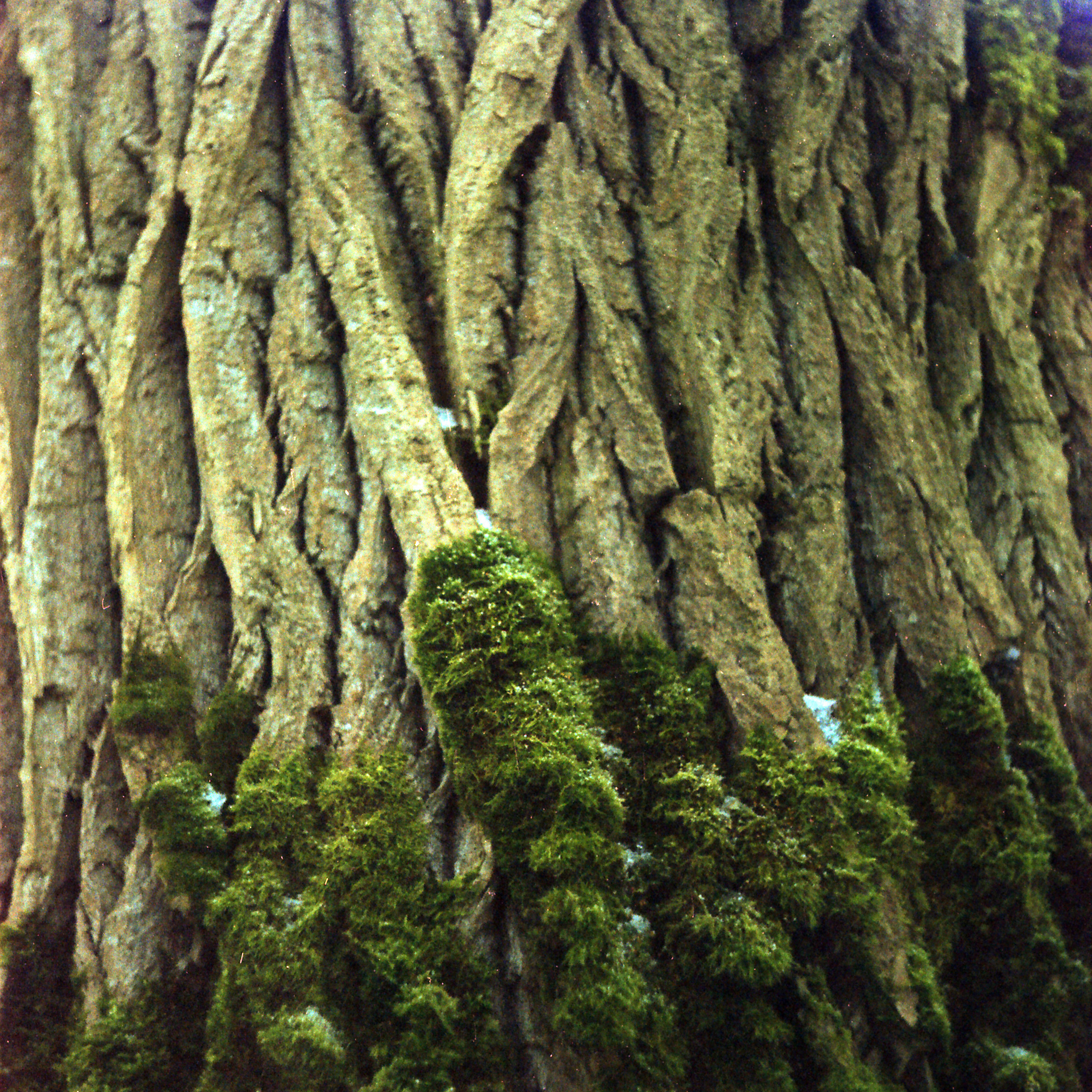 Портреты деревьев 2015-2020-∞