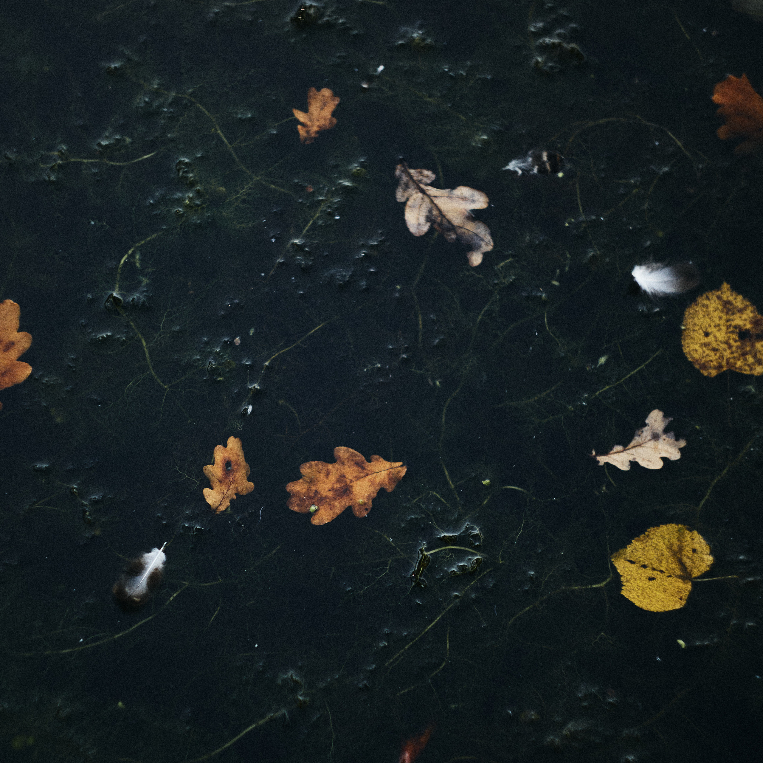 Отзывы. Фотограф Нижний Новгород Аня Лёзина