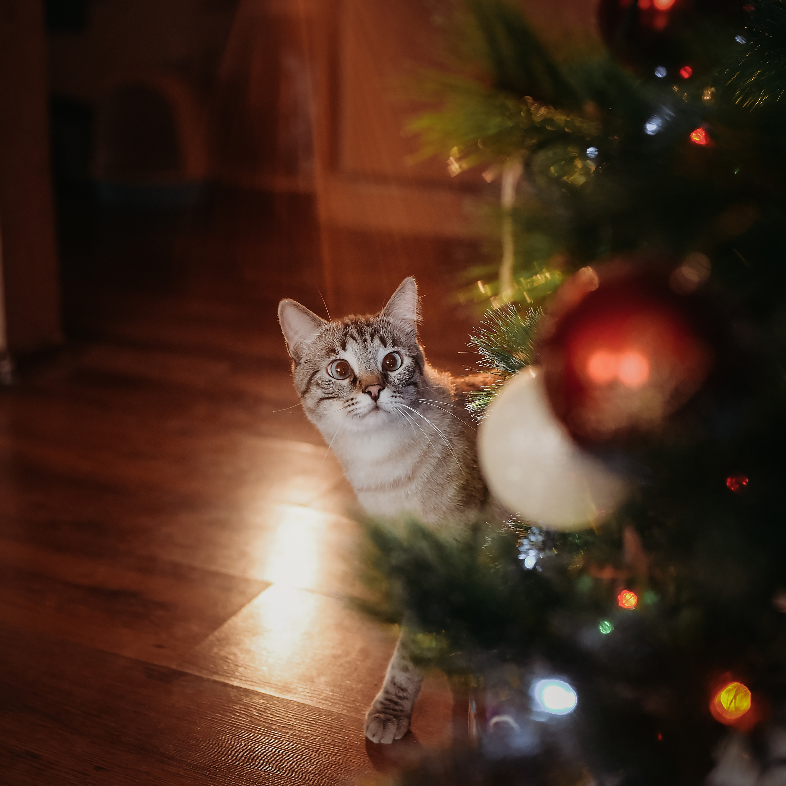 Ваши отзывы. Семейный фотограф Олеся Батурина Рязань