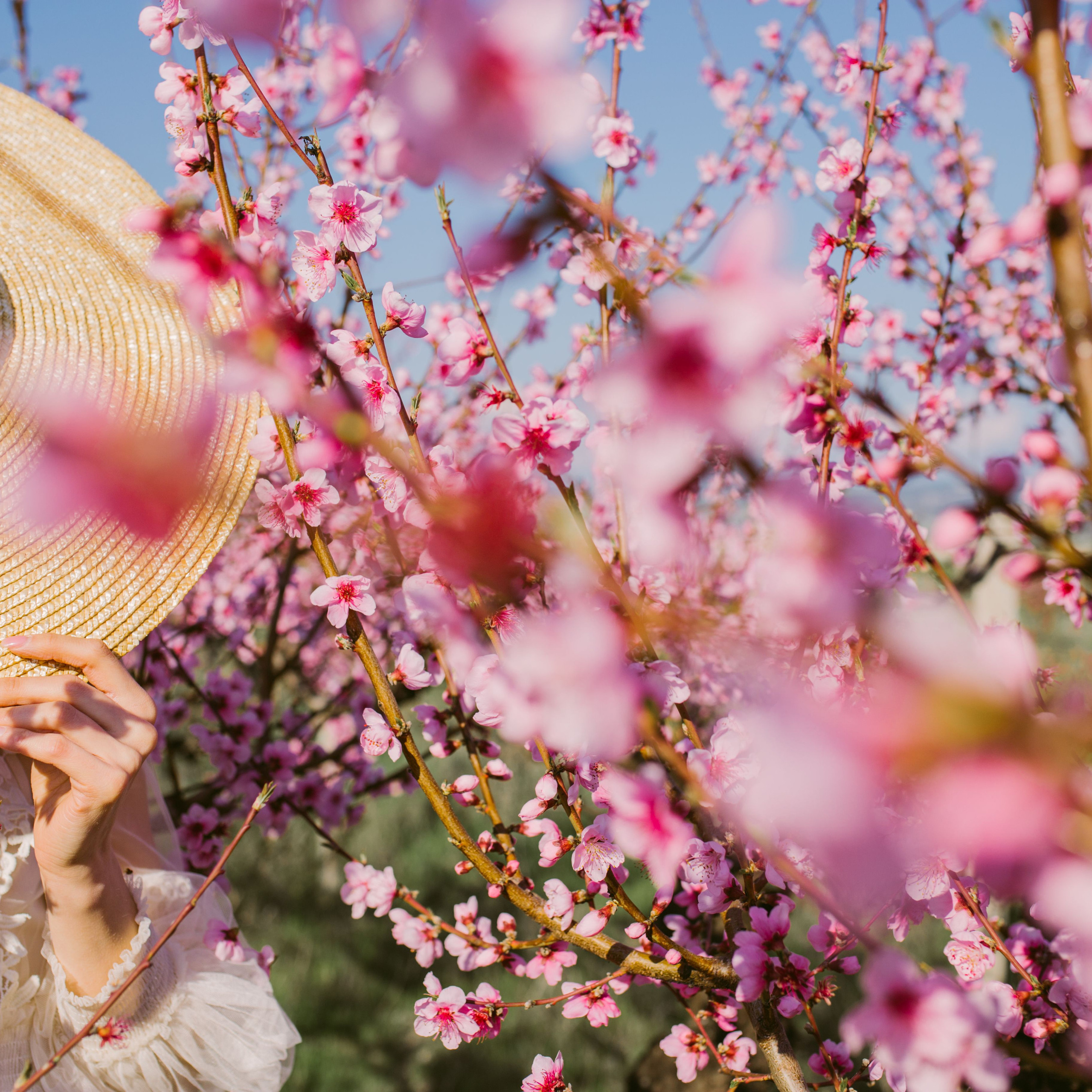 Розовая феерия