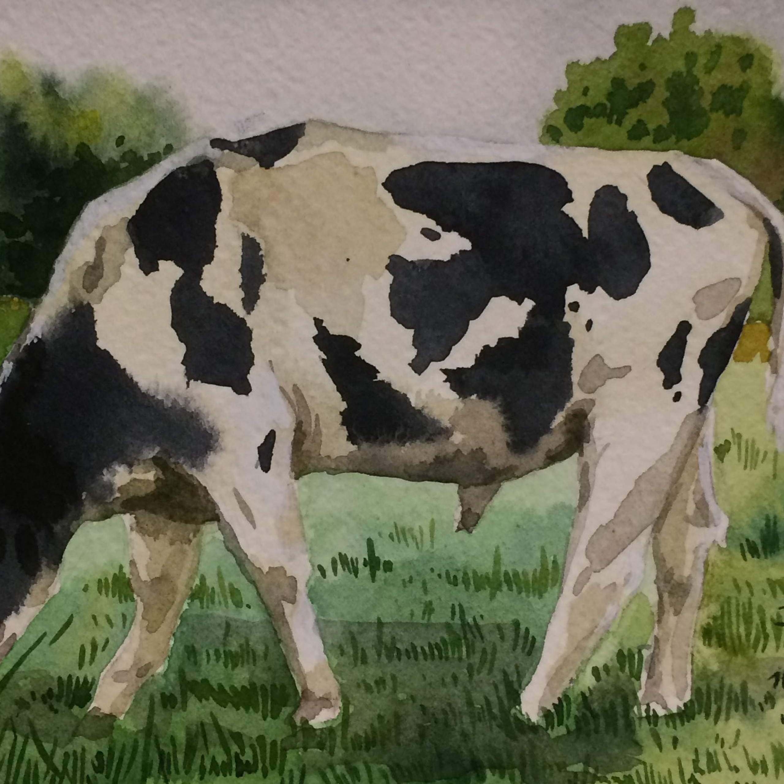 Бык. Акварель. Прекраснова. Prekrasnova