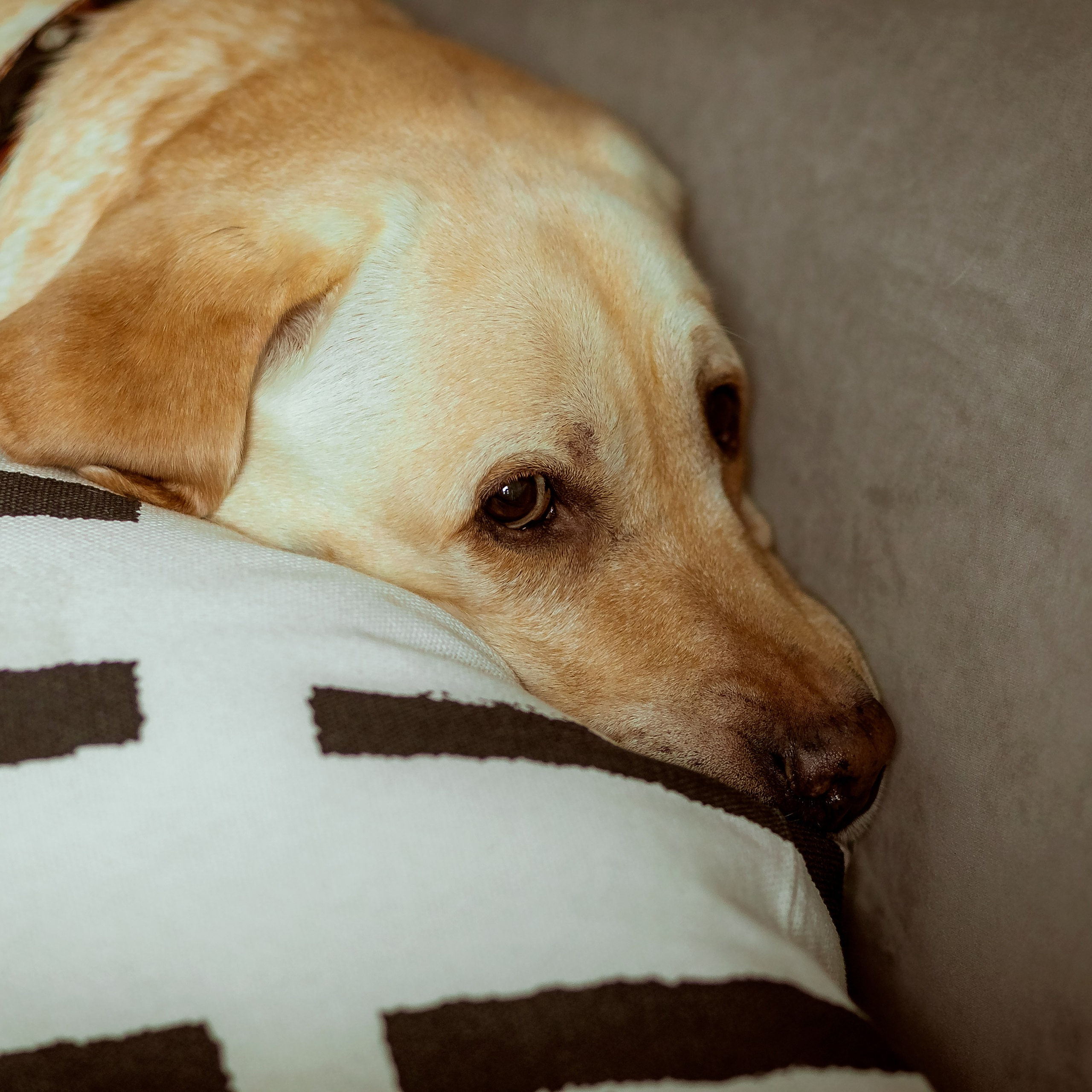 Лена и Лола. Семейный фотограф Пермь Тимофеева Ольга
