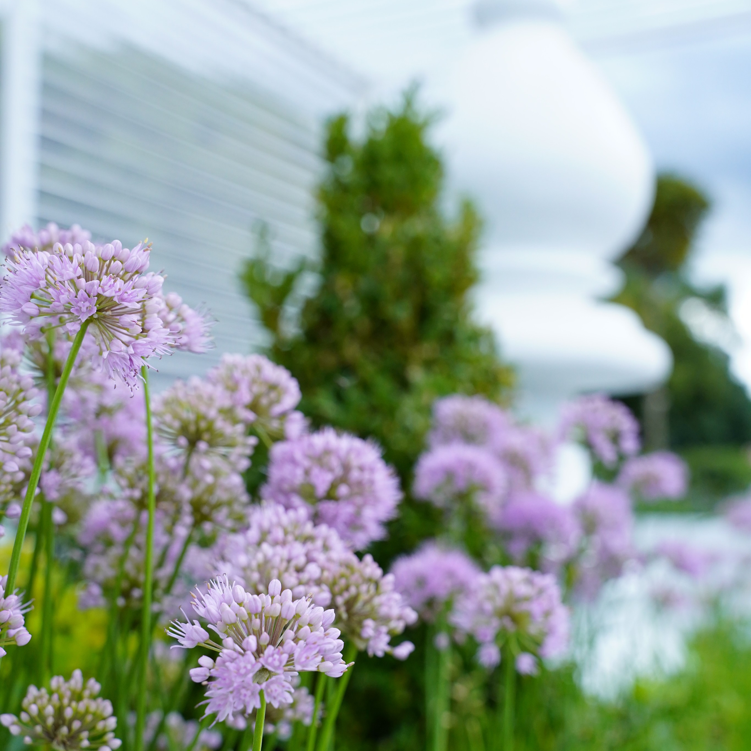 Город, цветы