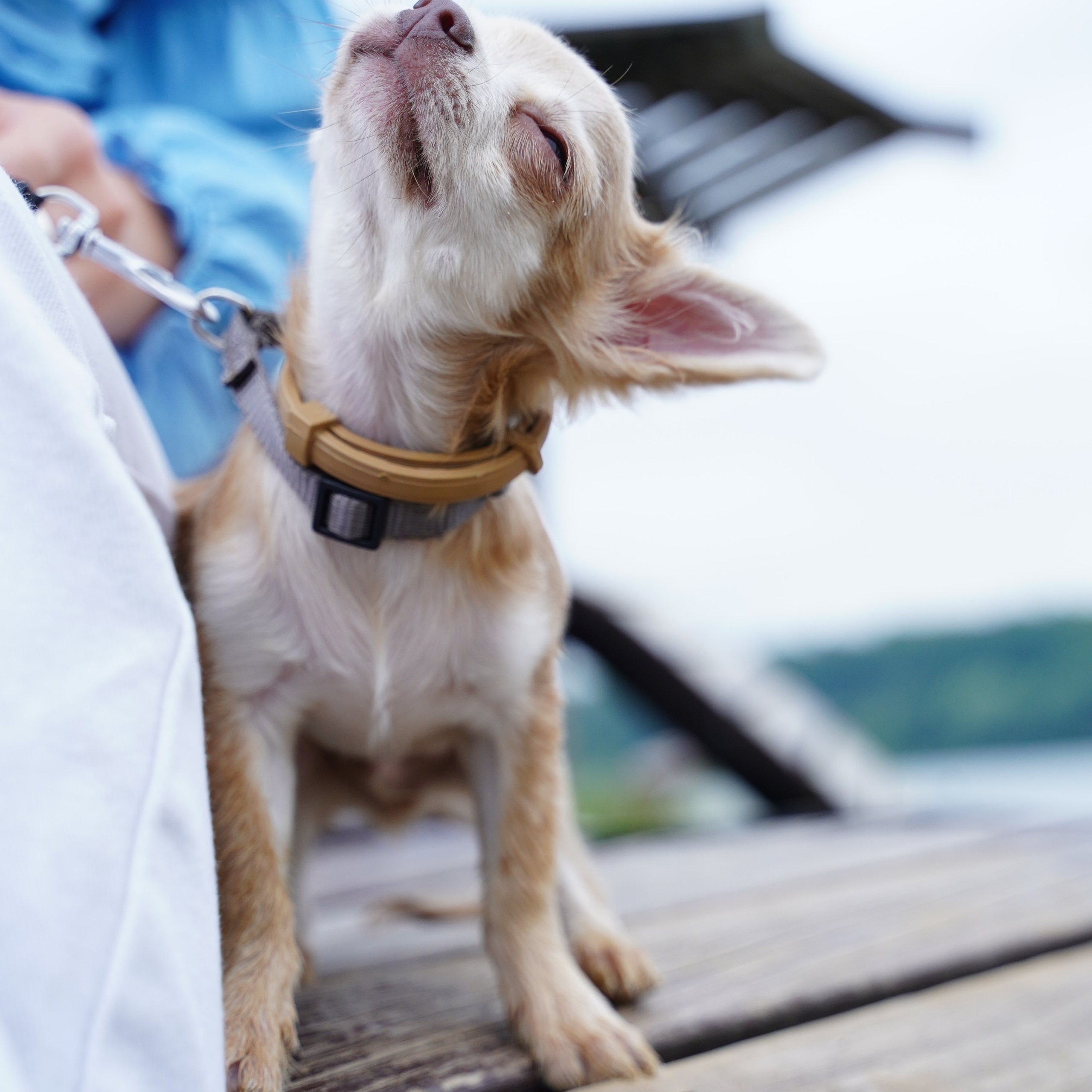 Фотосъемка животных