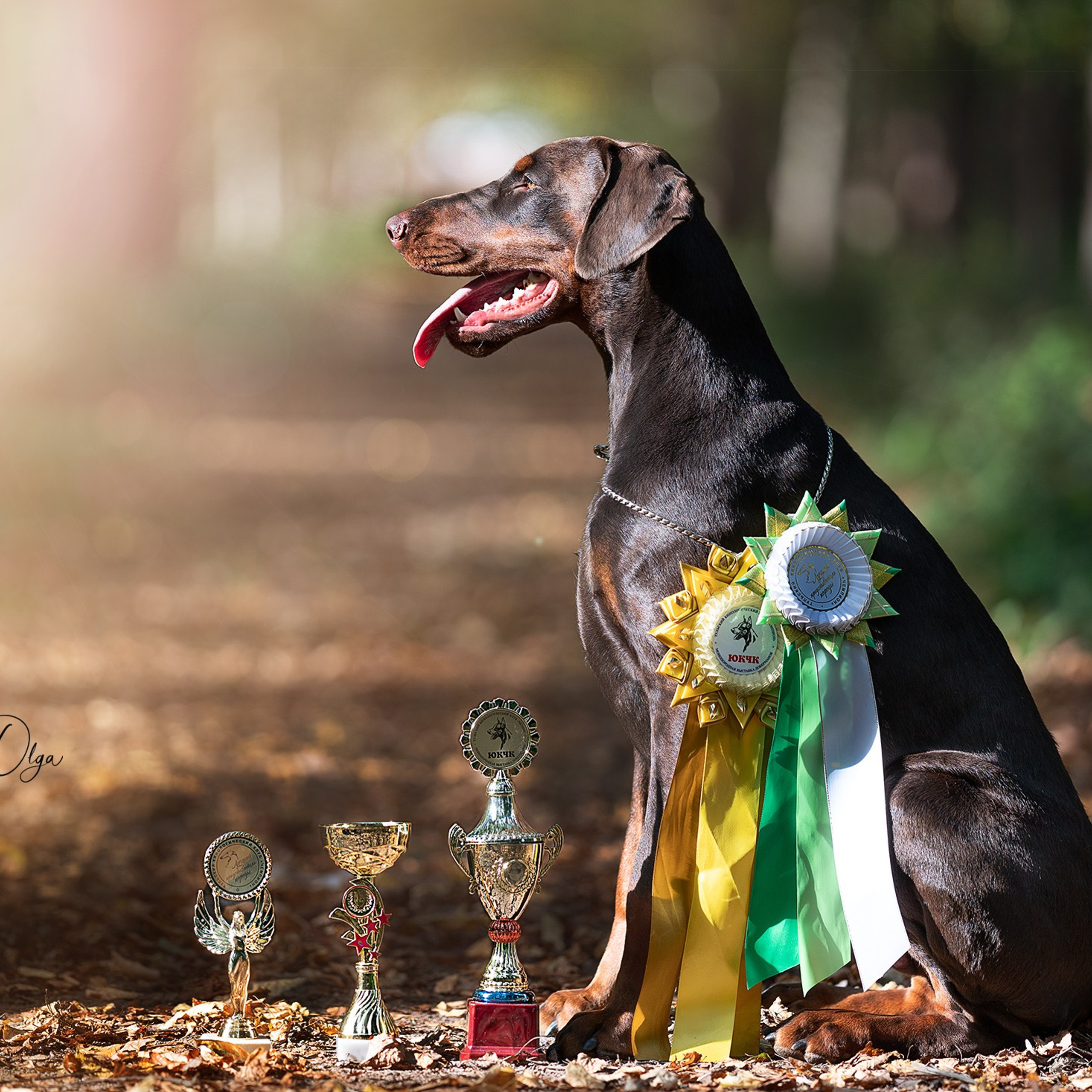 Летающая Латика