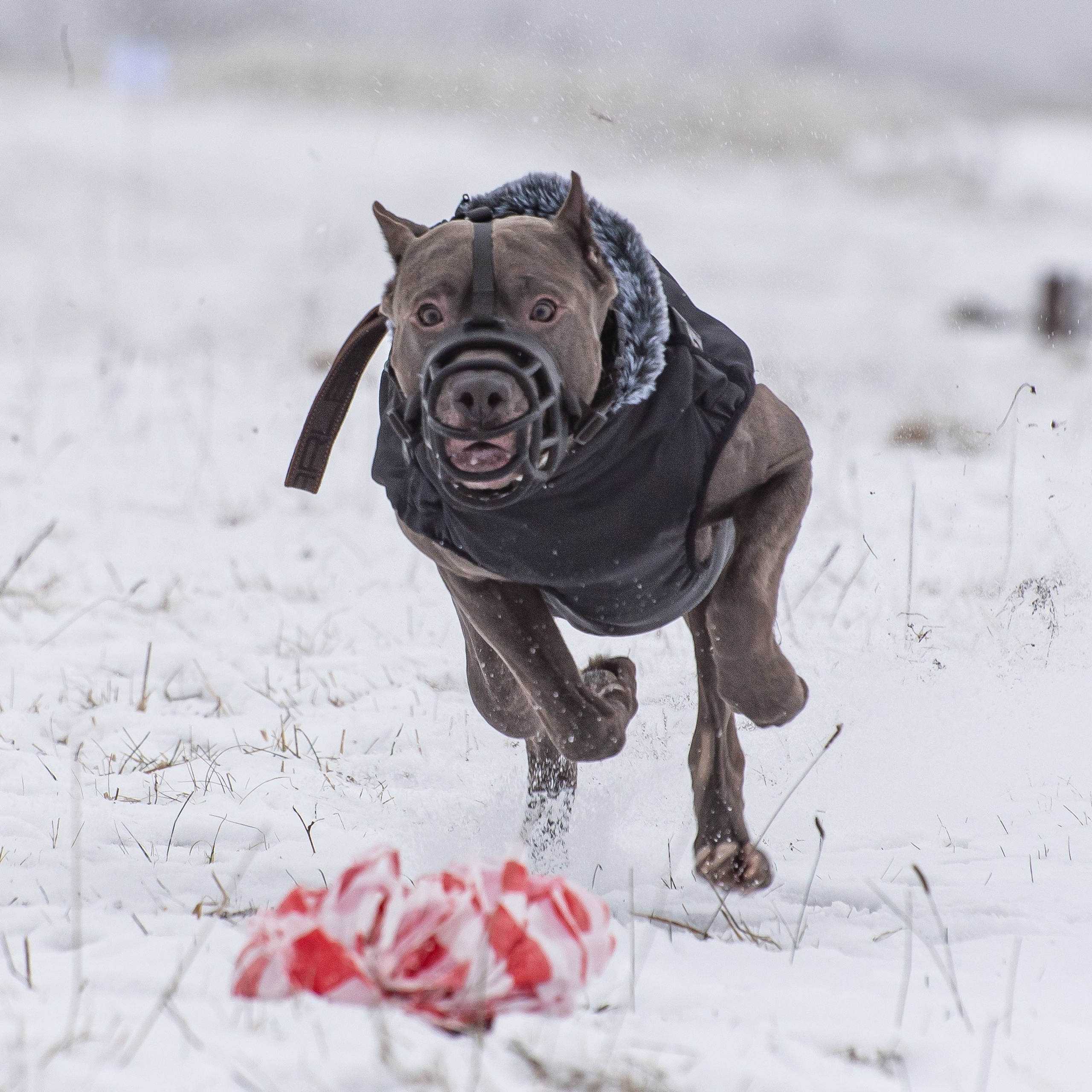 Отзывы на фотосессии съёмки. Фотограф Макс Огурцов в Нижнем Новгороде