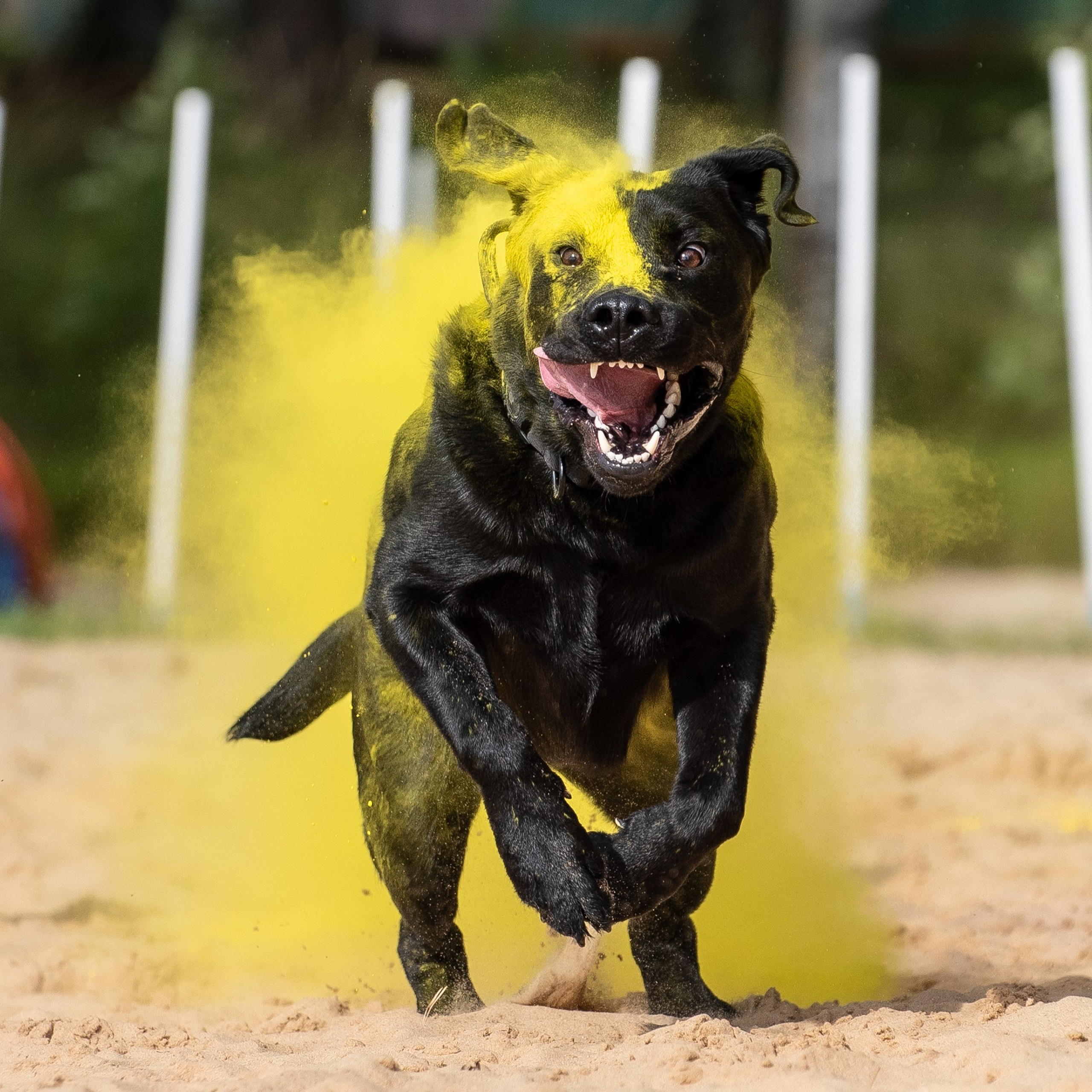 Всплеск эмоций 2023 Кинологический фестиваль