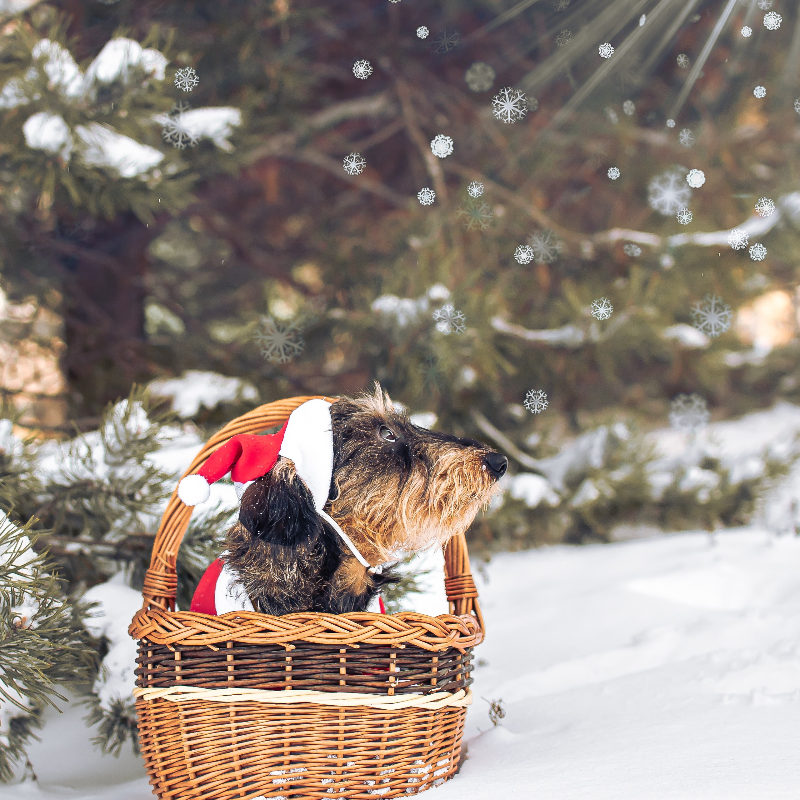 Бяка и Охломон