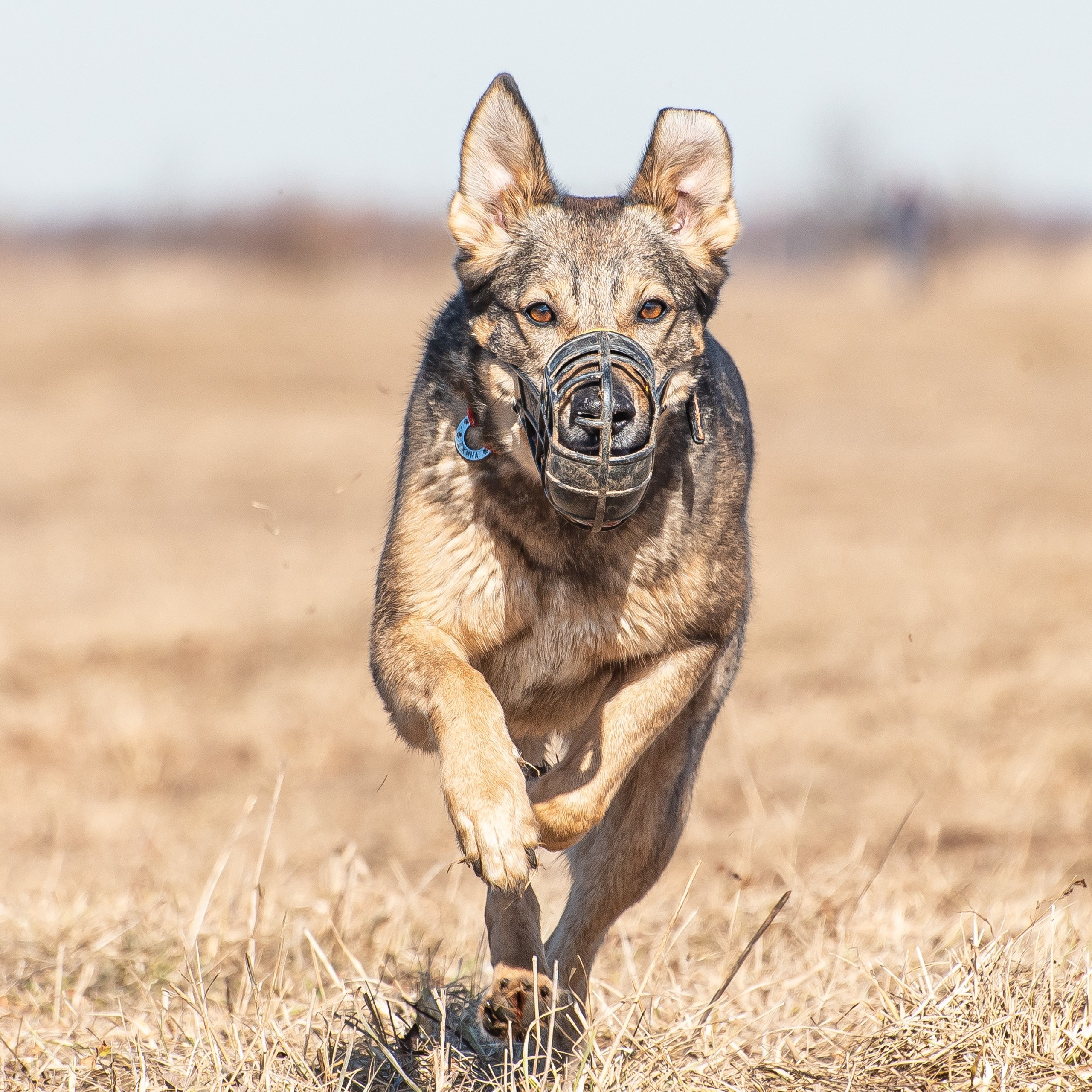 Бега за механической приманкой c «Kiborg Sport»