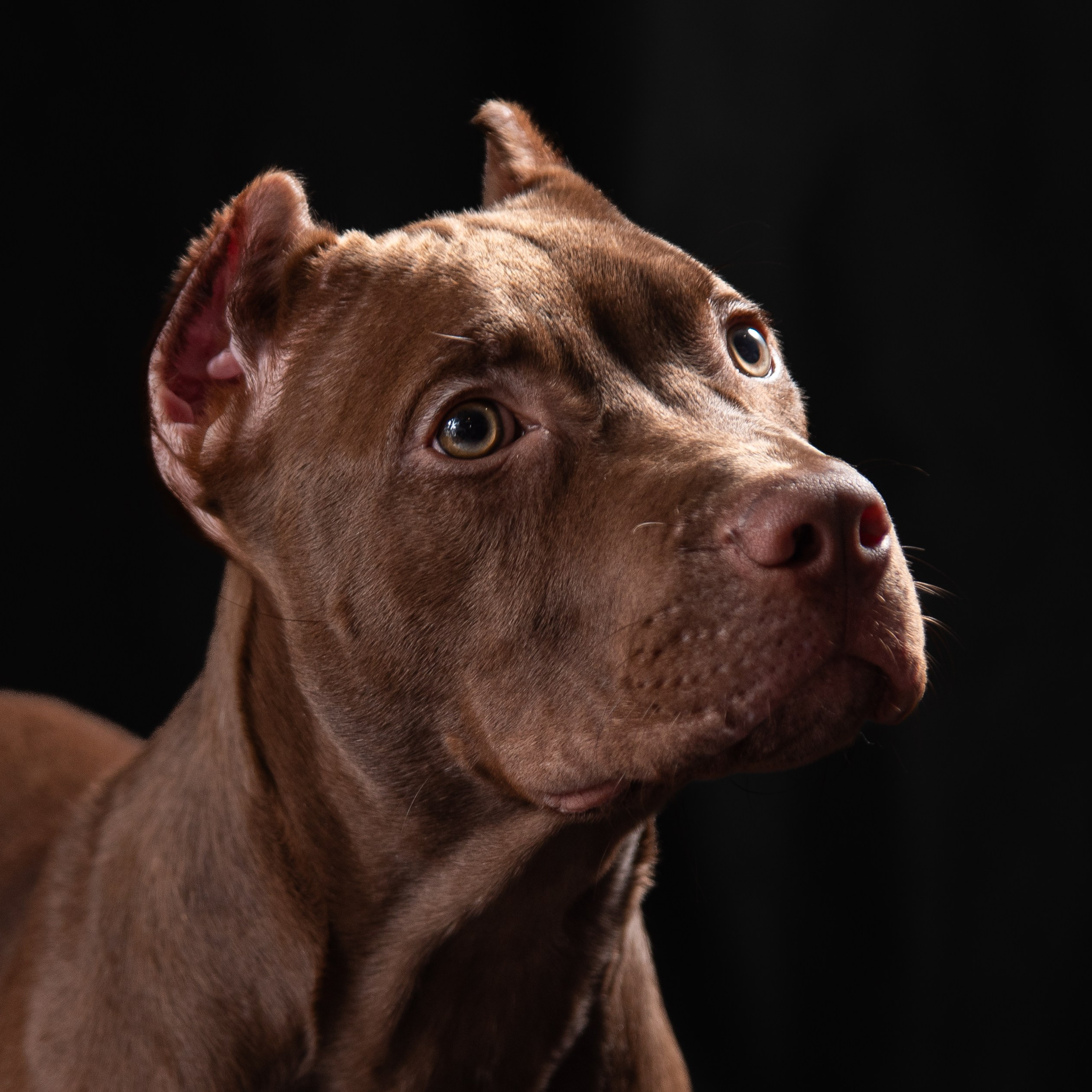 Съёмка Питбулей на чёрном фоне