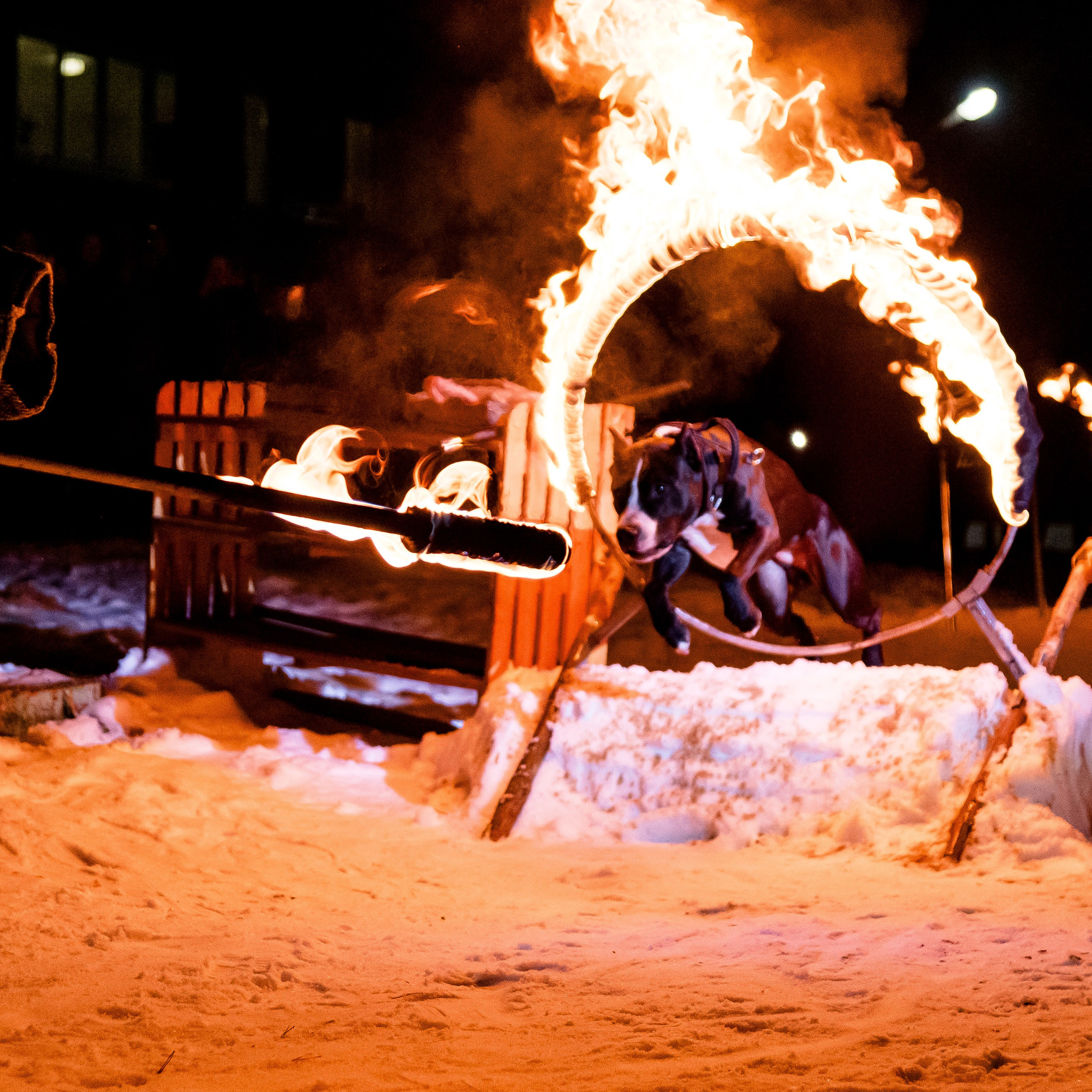 Кинологический лагерь «Зимняя сказка на масленицу 2025»