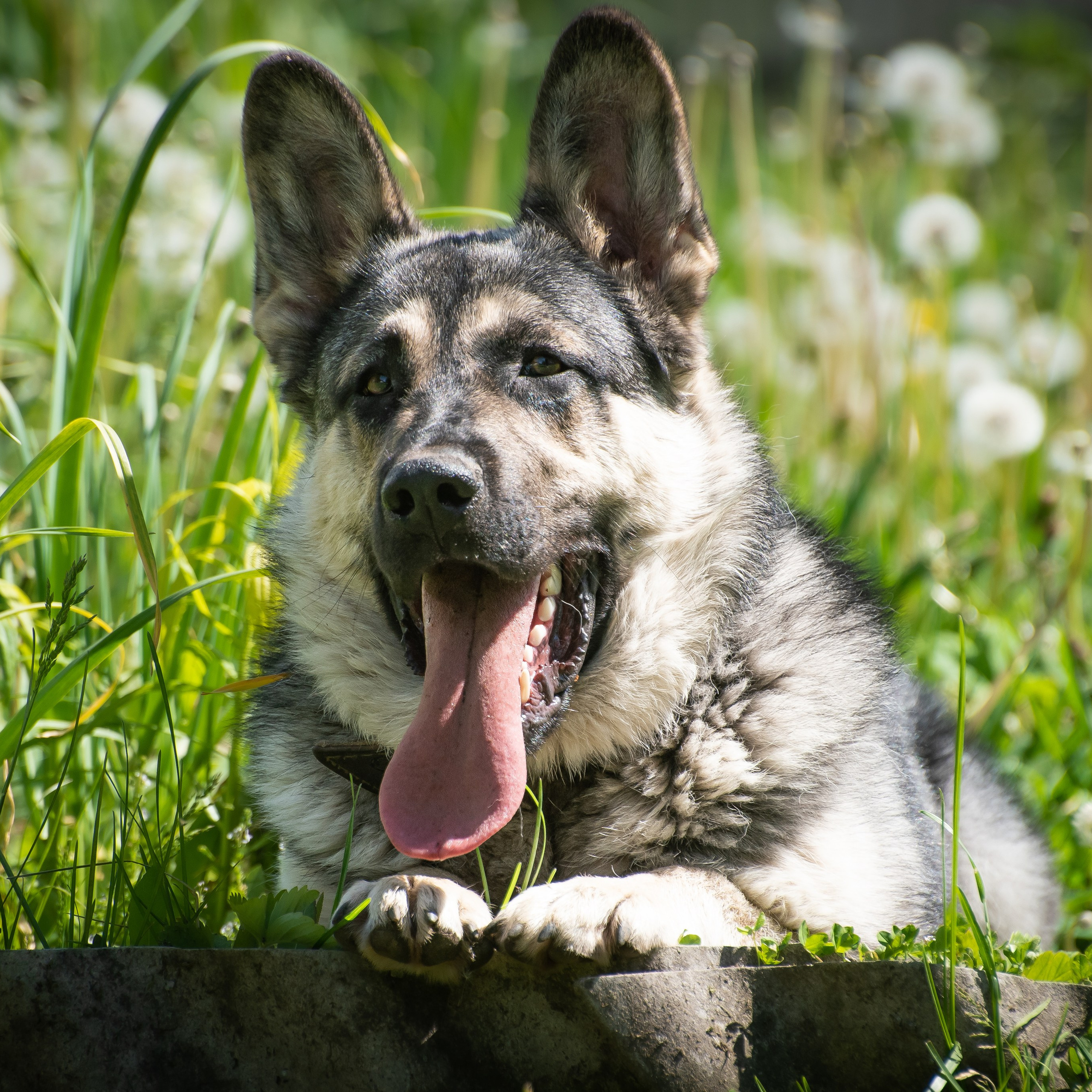 Игры на даче